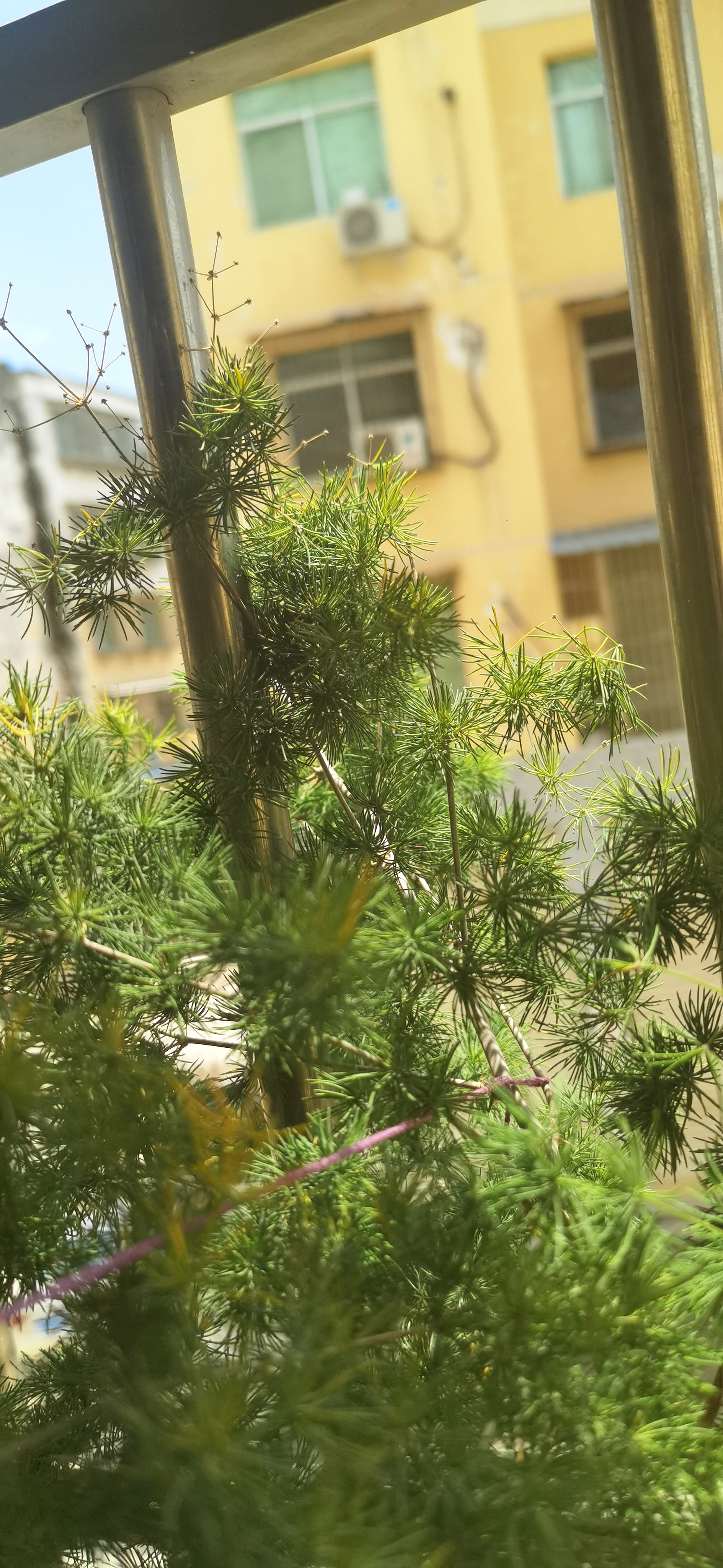 城市中的盆栽绿植素材