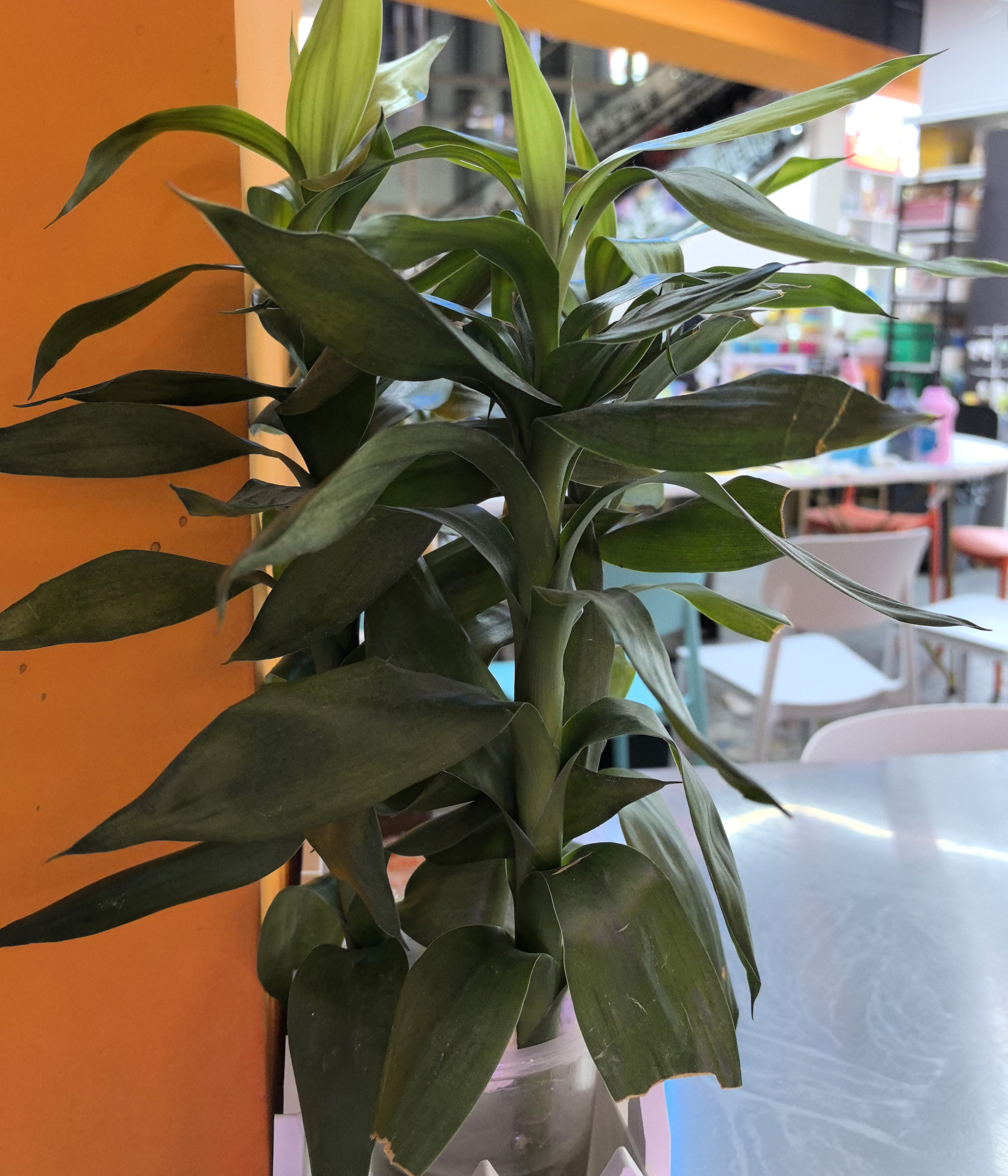 商场店铺内绿植装饰素材