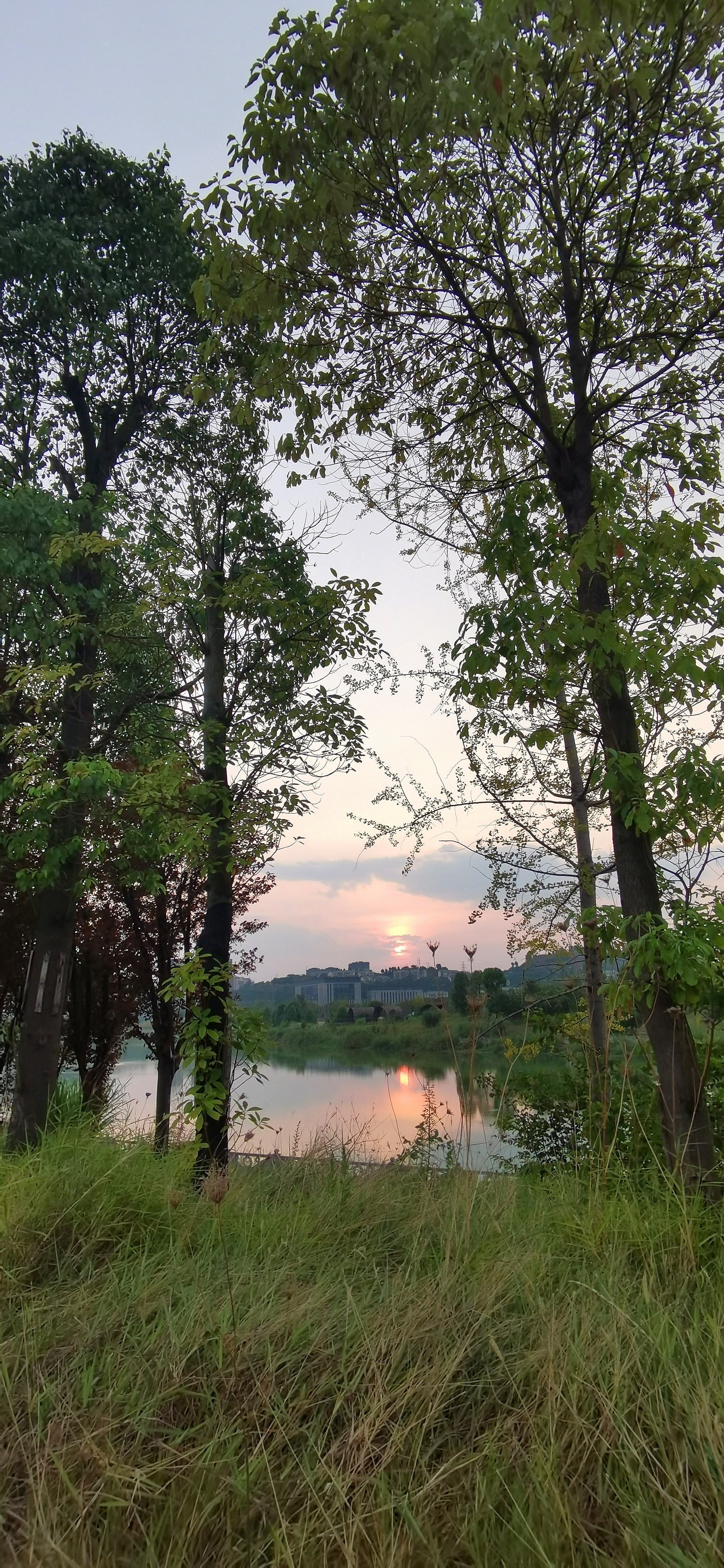 河畔树林落日美景素材
