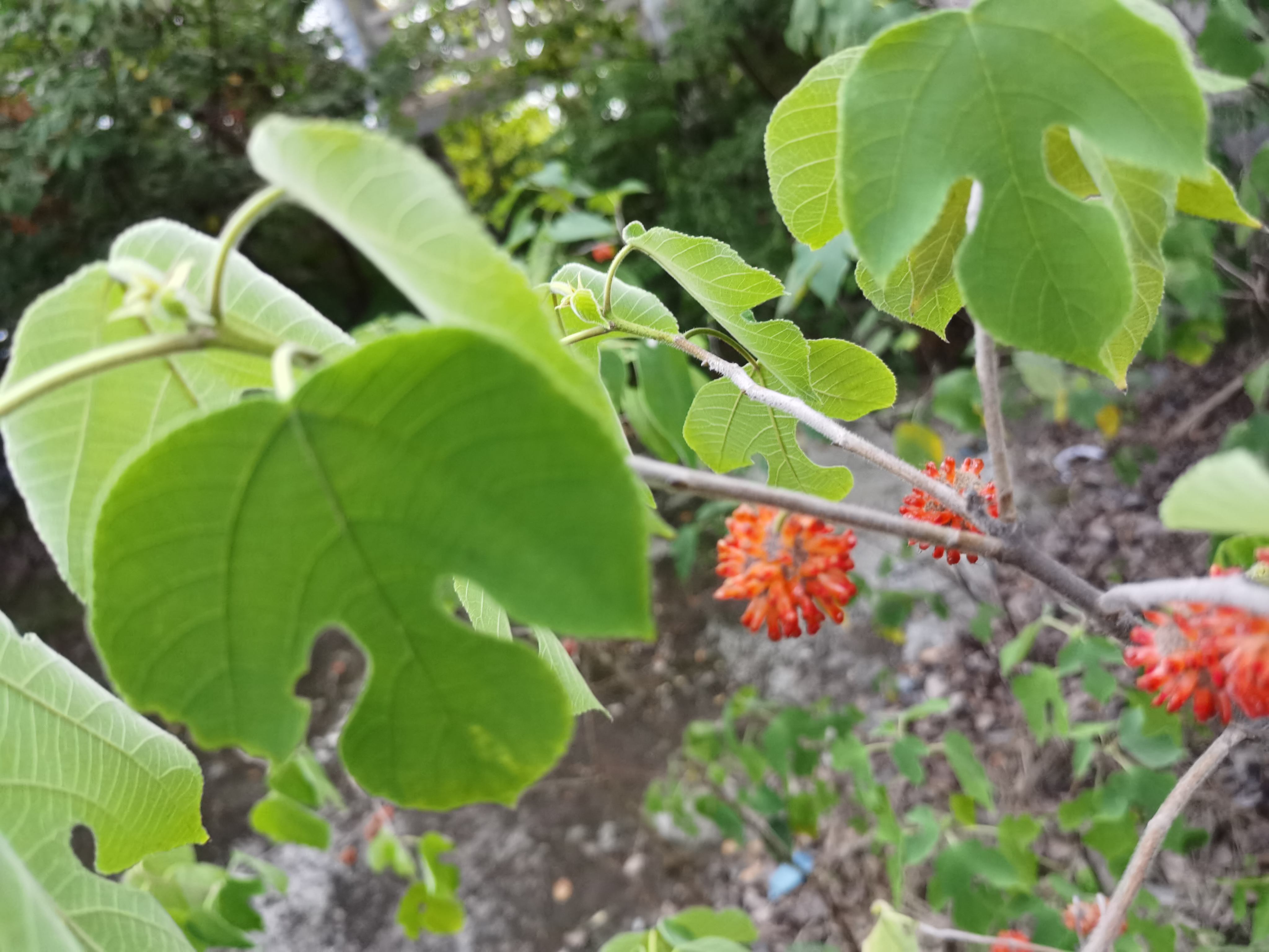 黄昏下繁茂的树林素材
