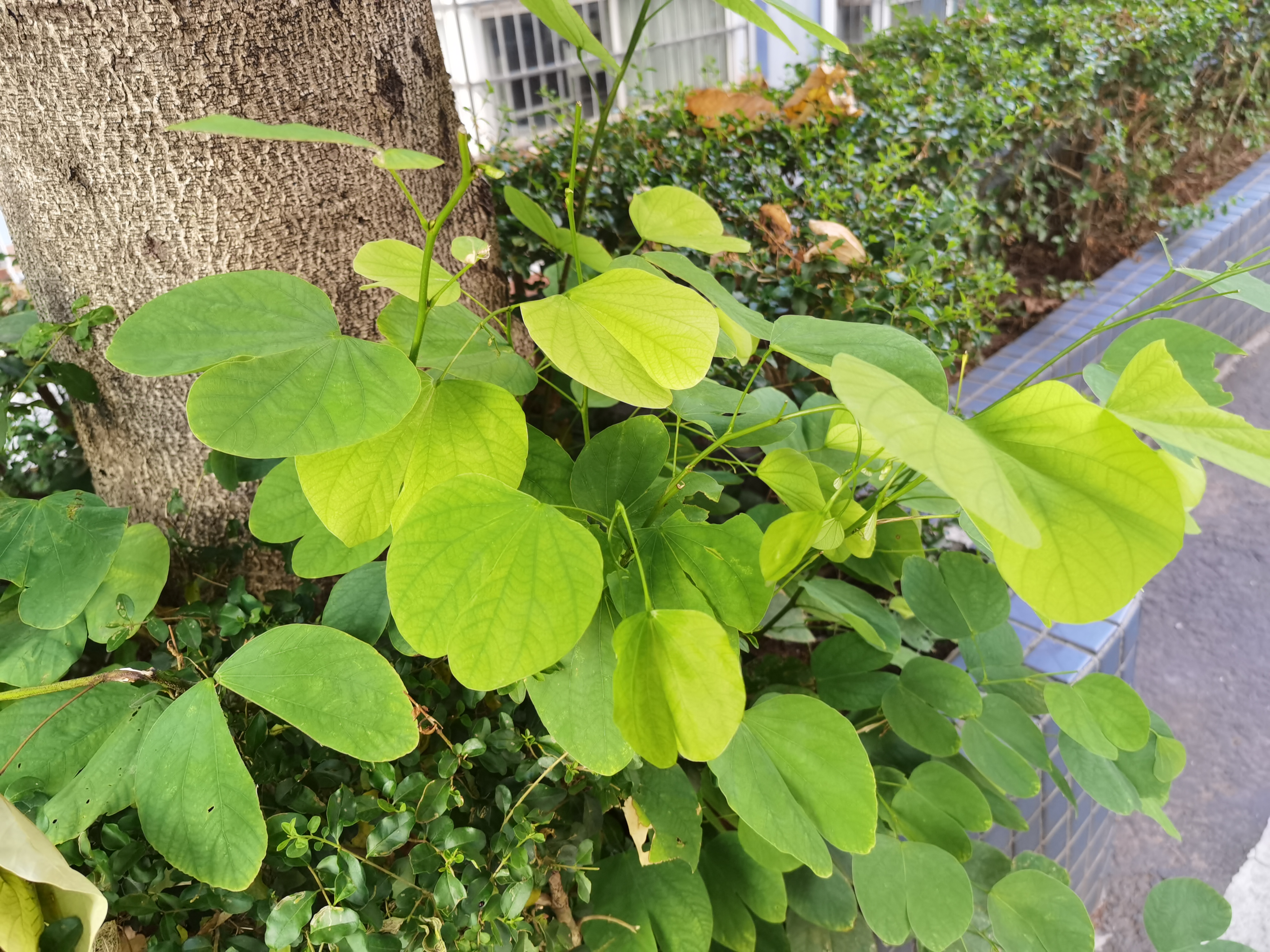 城市中绿意盎然的植物素材