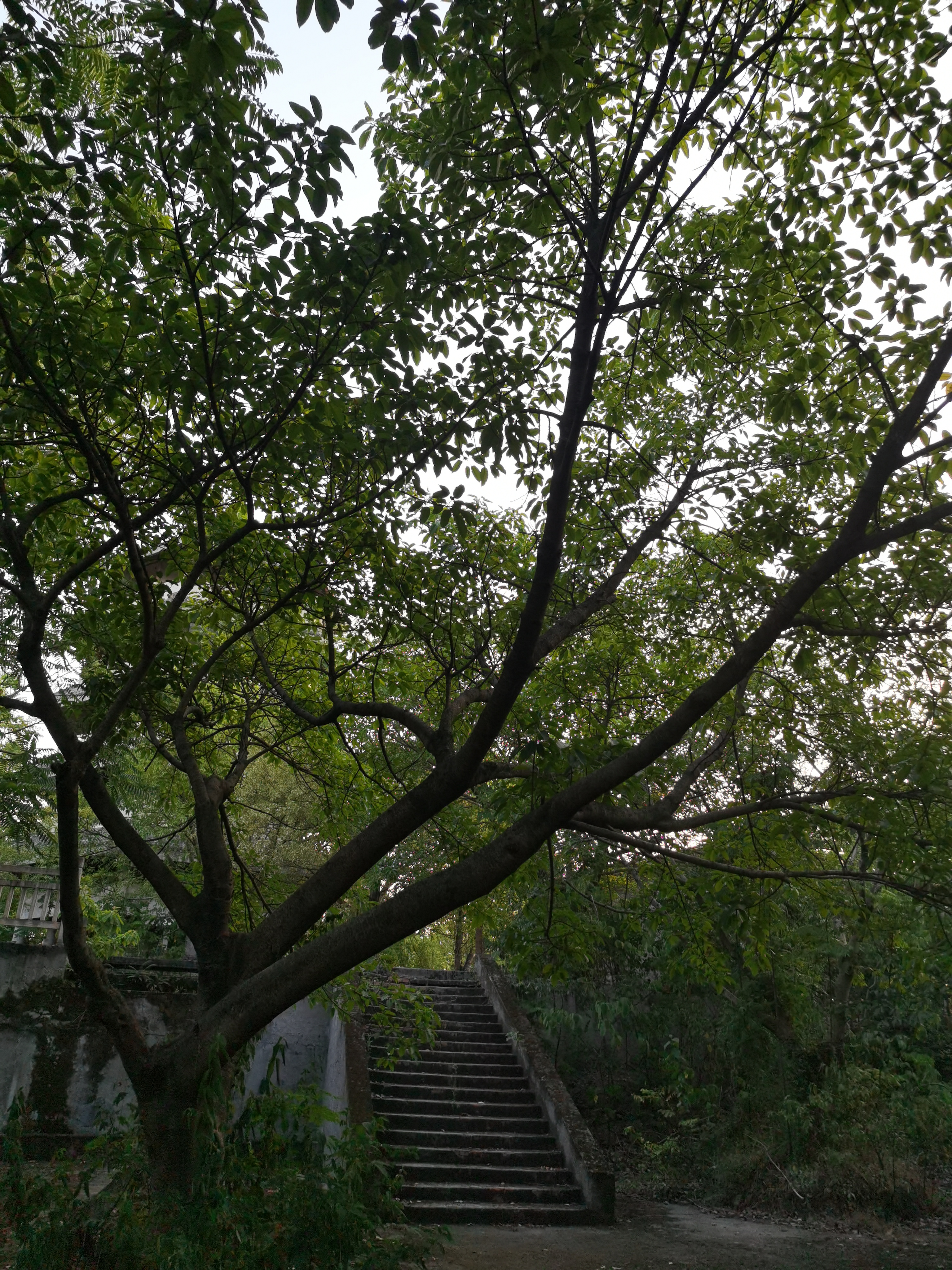 绿意盎然的植物景象素材