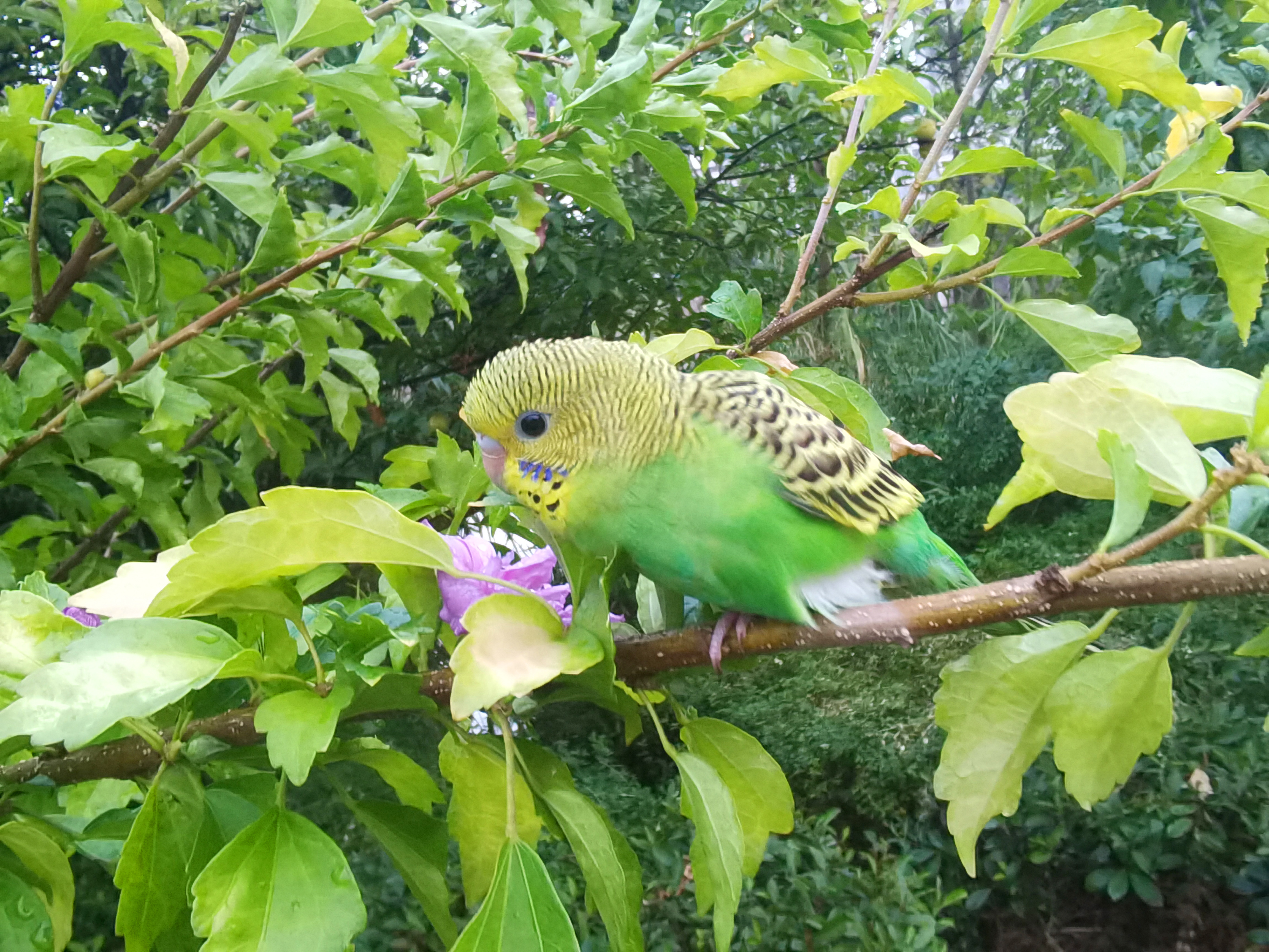 户外公园里可爱的虎皮鹦鹉素材