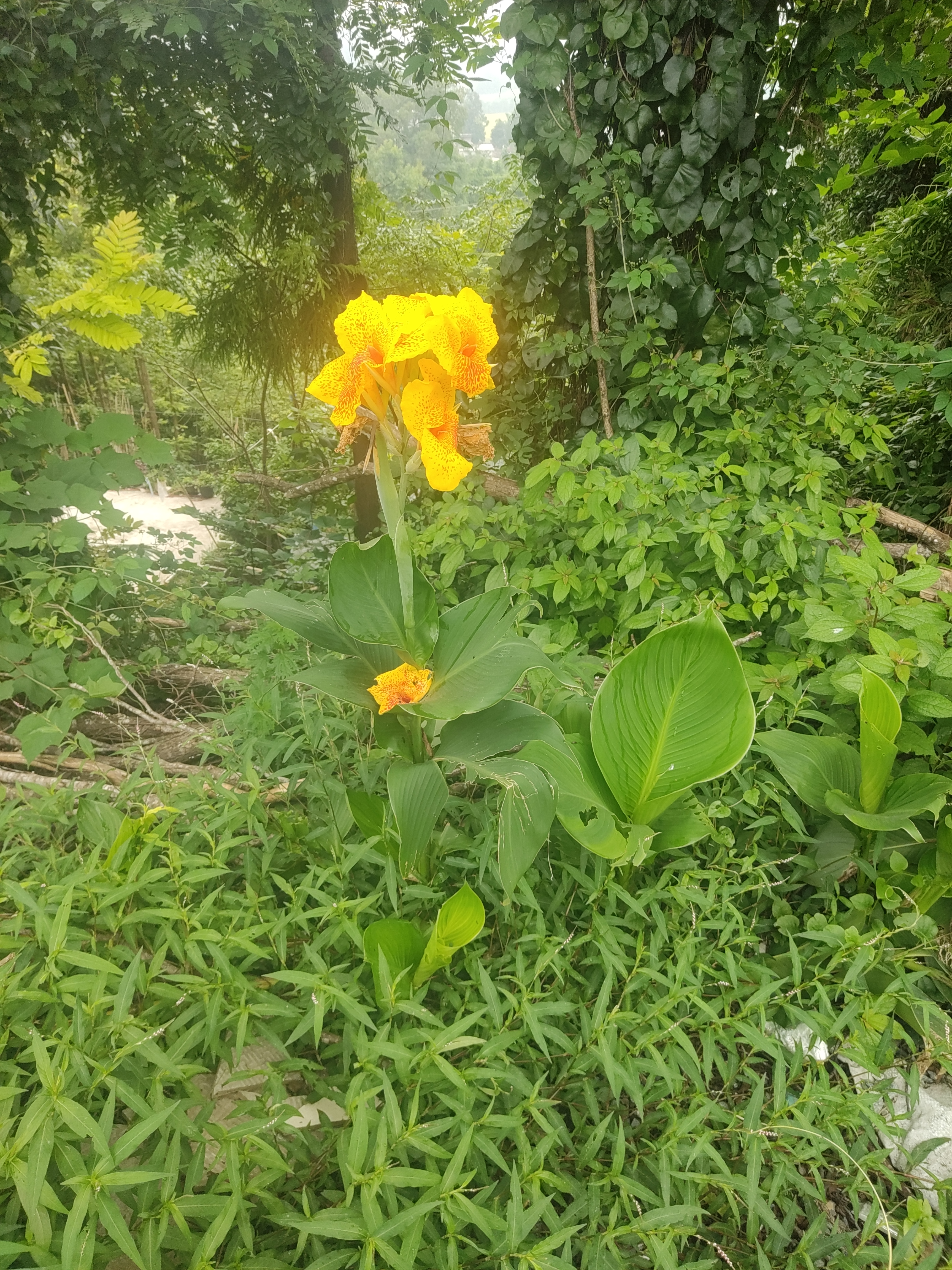绿油油植物繁茂生长素材