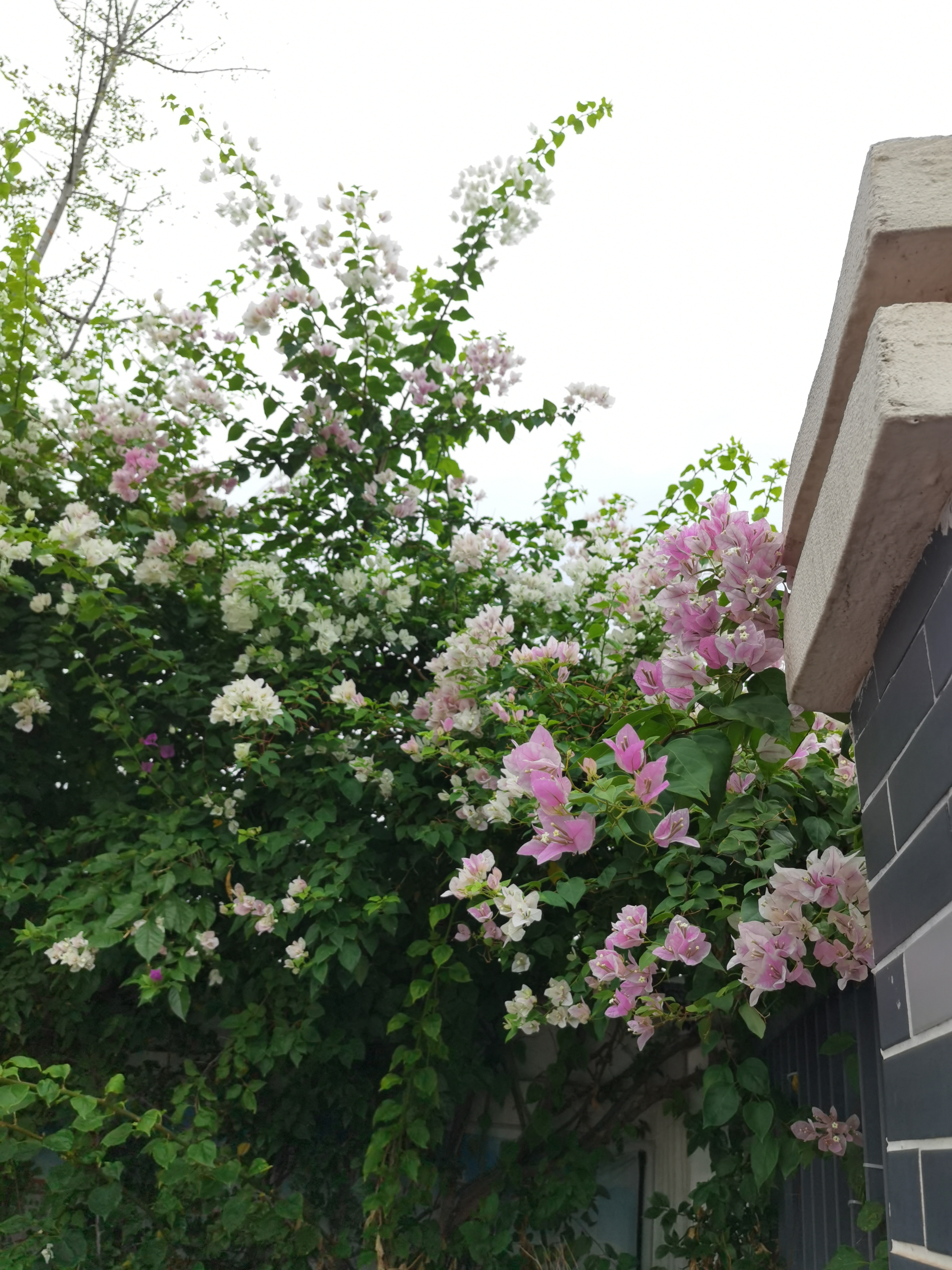 清新绿植装饰点缀环境素材