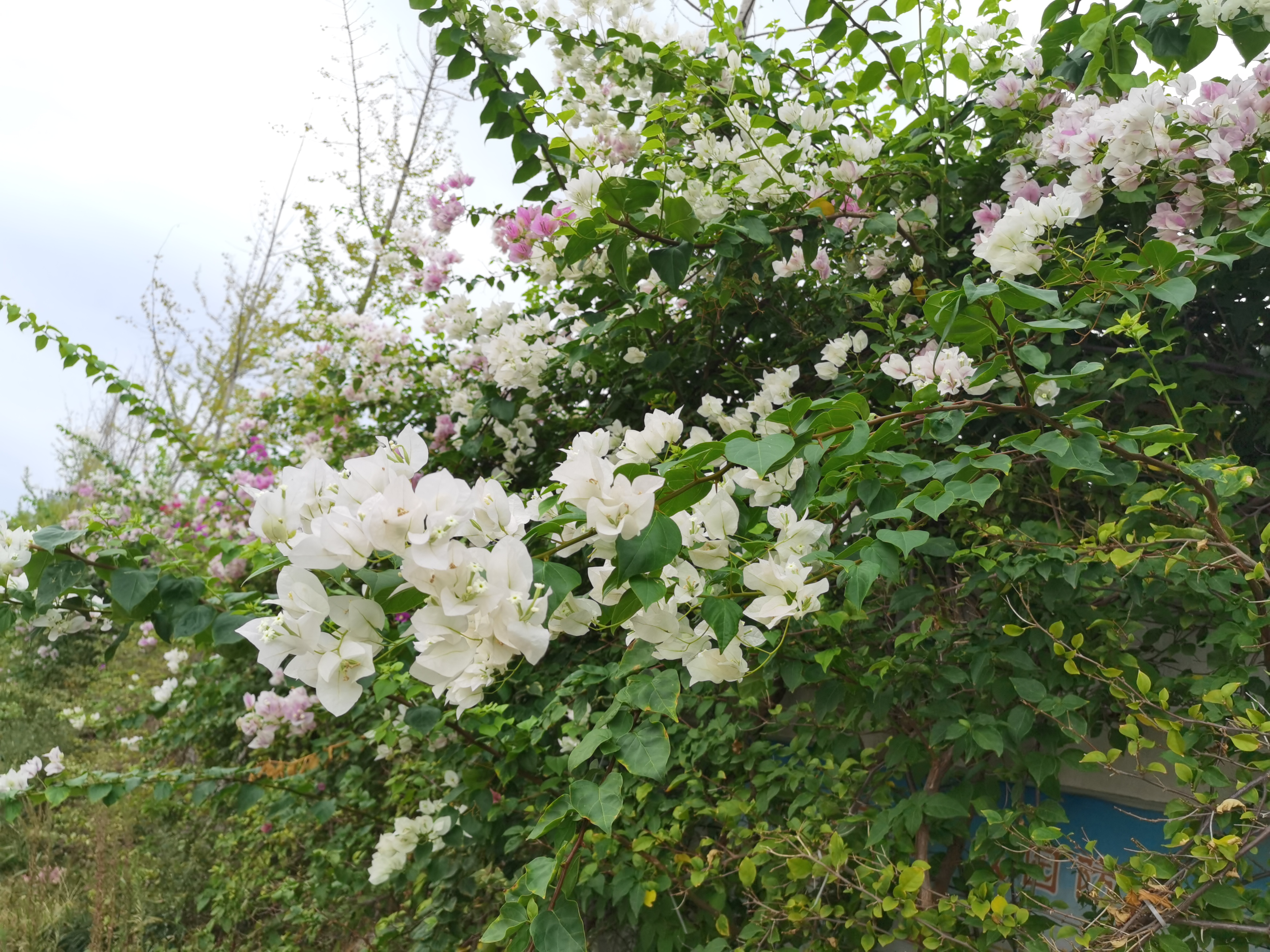 文艺清新绿植装饰点缀环境素材