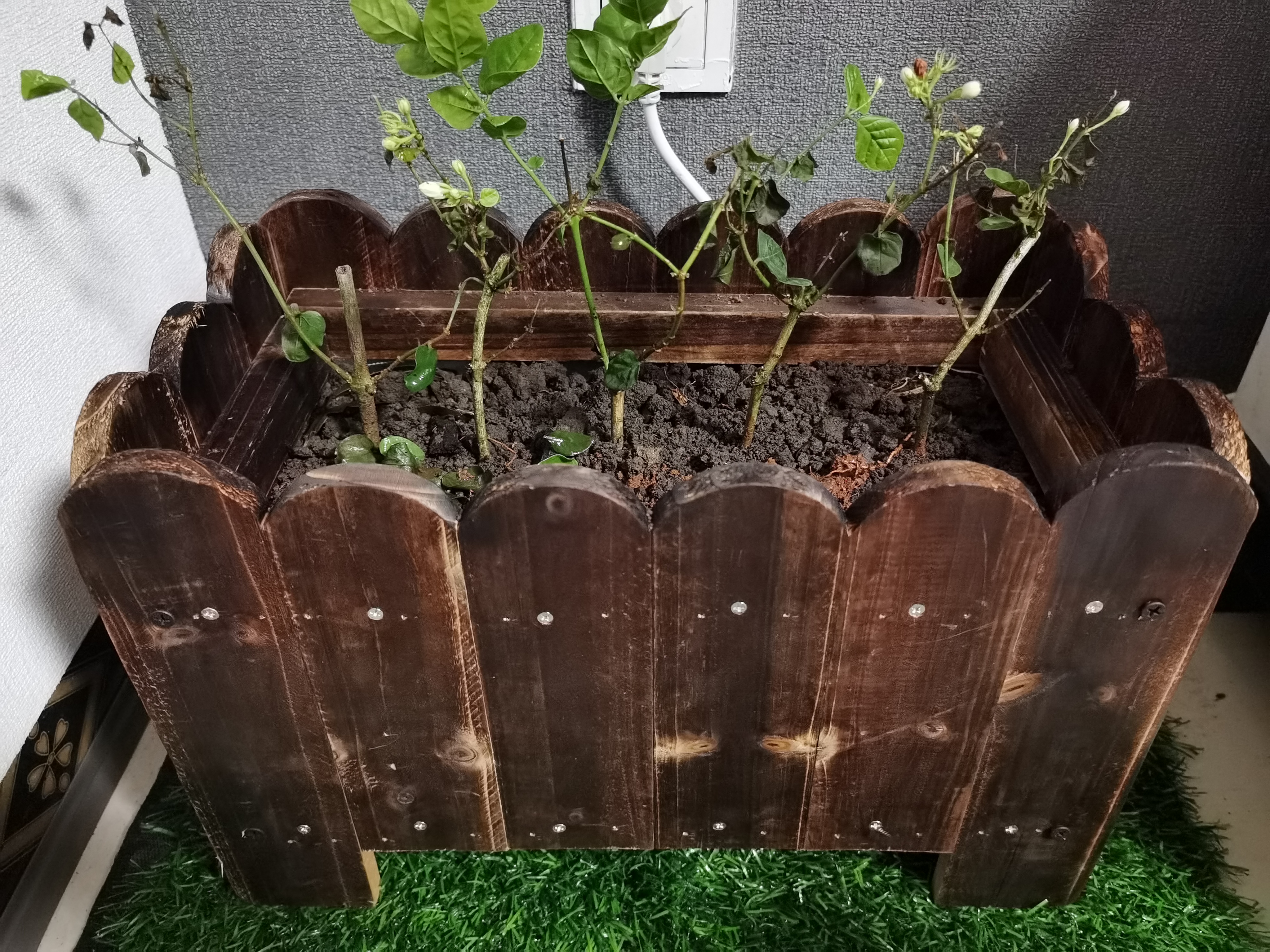 室内木质花盆中的绿植素材