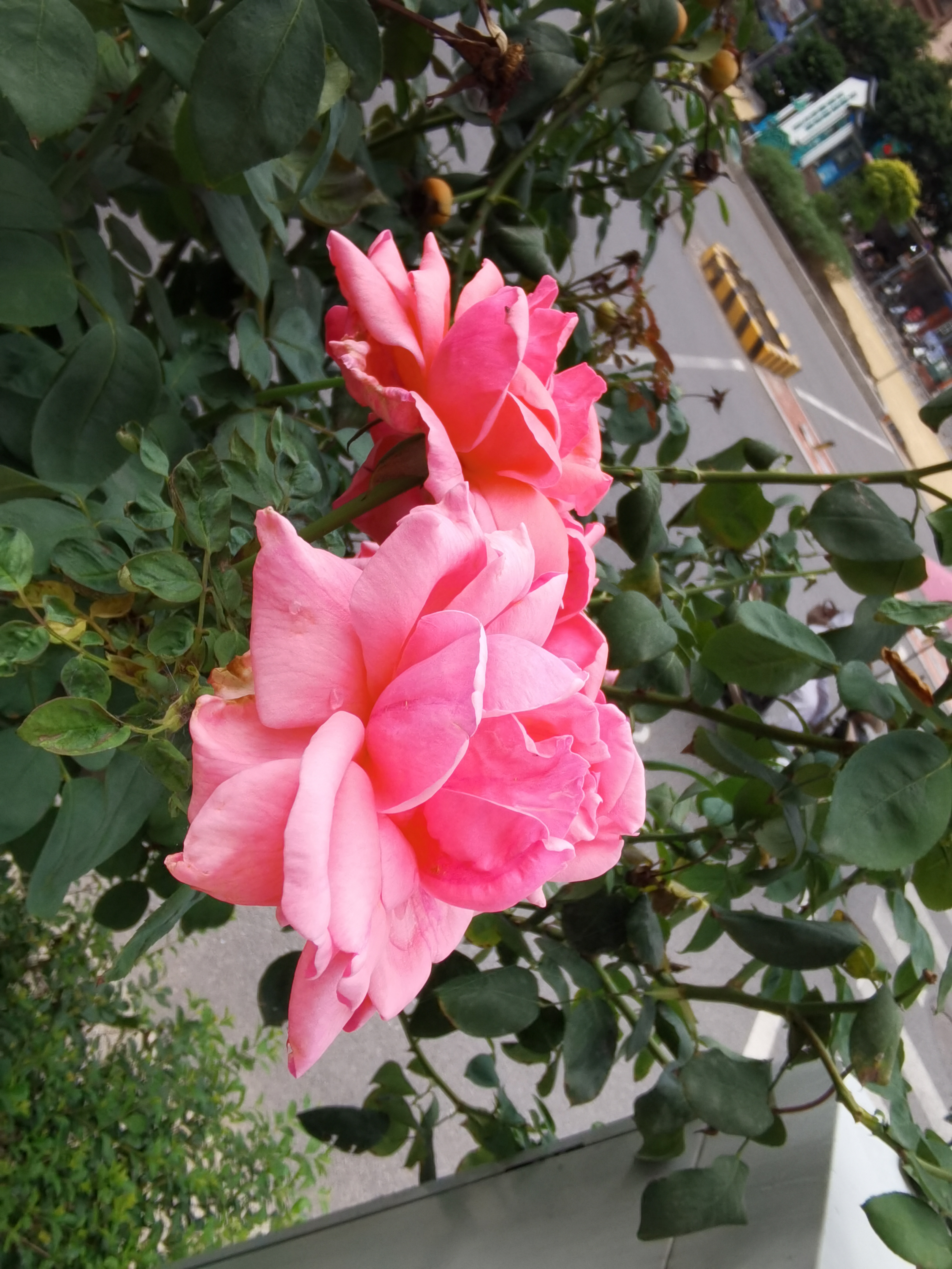城市花坛中绽放的月季花素材