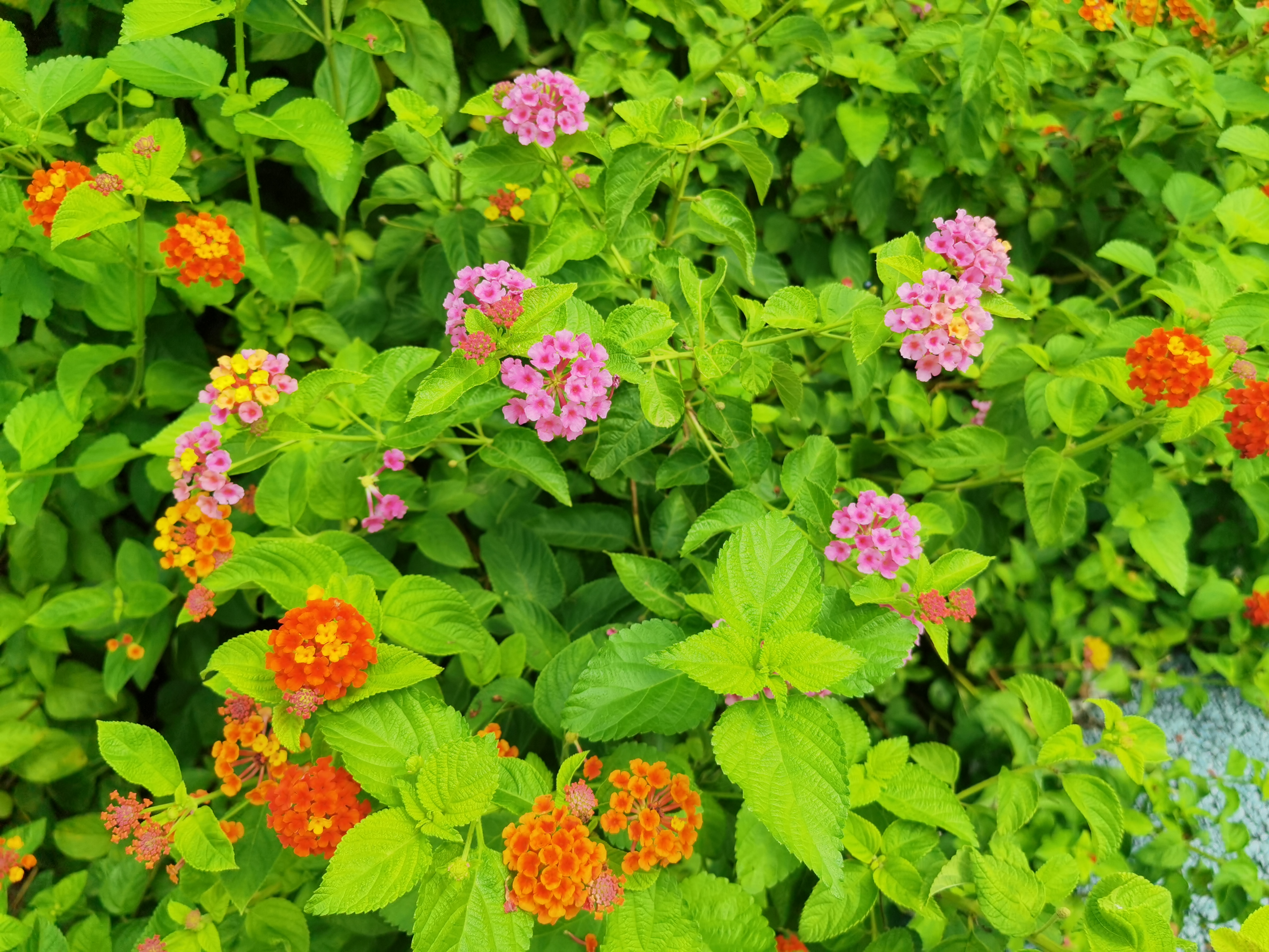 城市公园清新绿植素材
