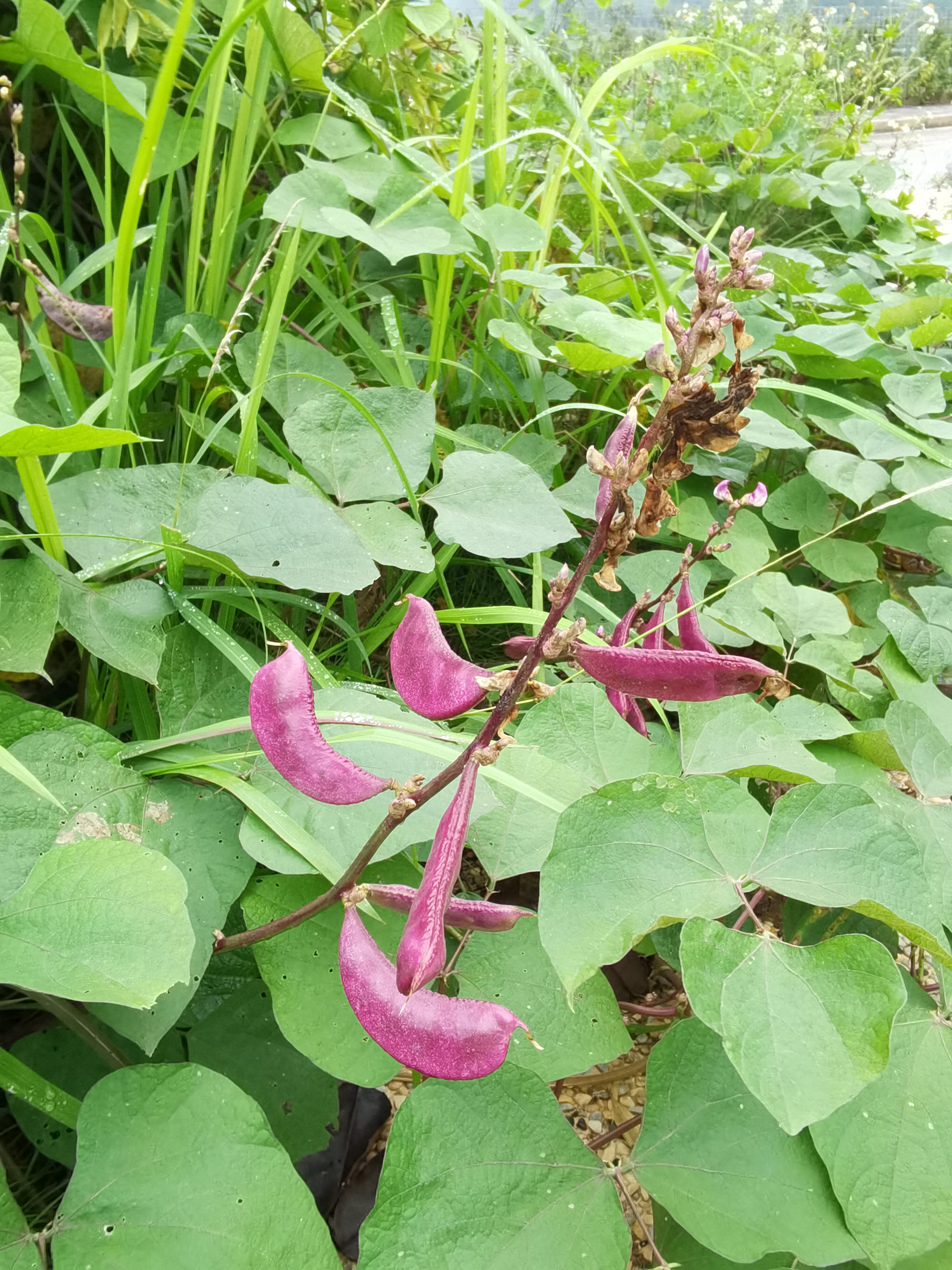 乡村自然田园风光素材