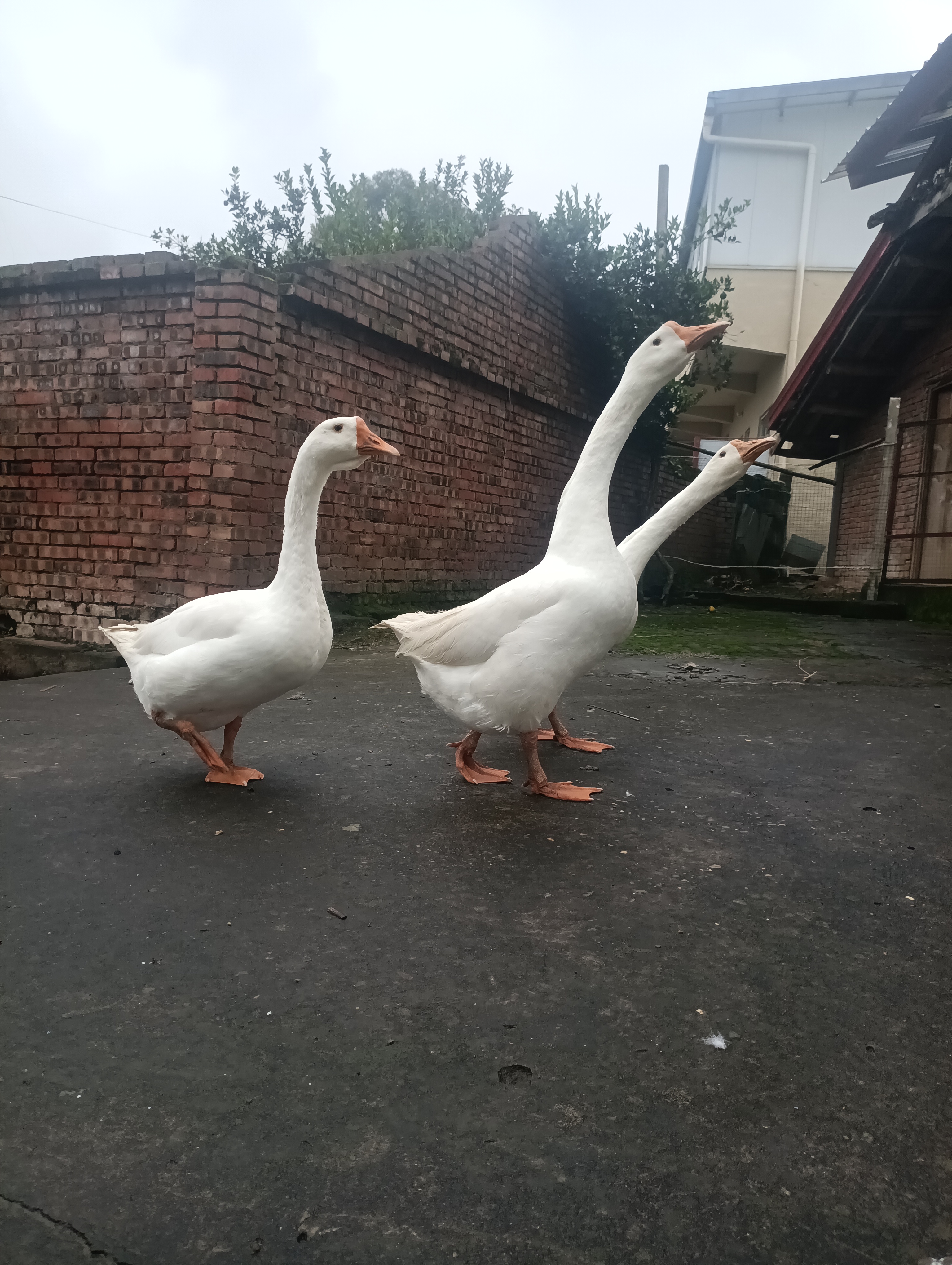 三只大白鹅在路上行走素材