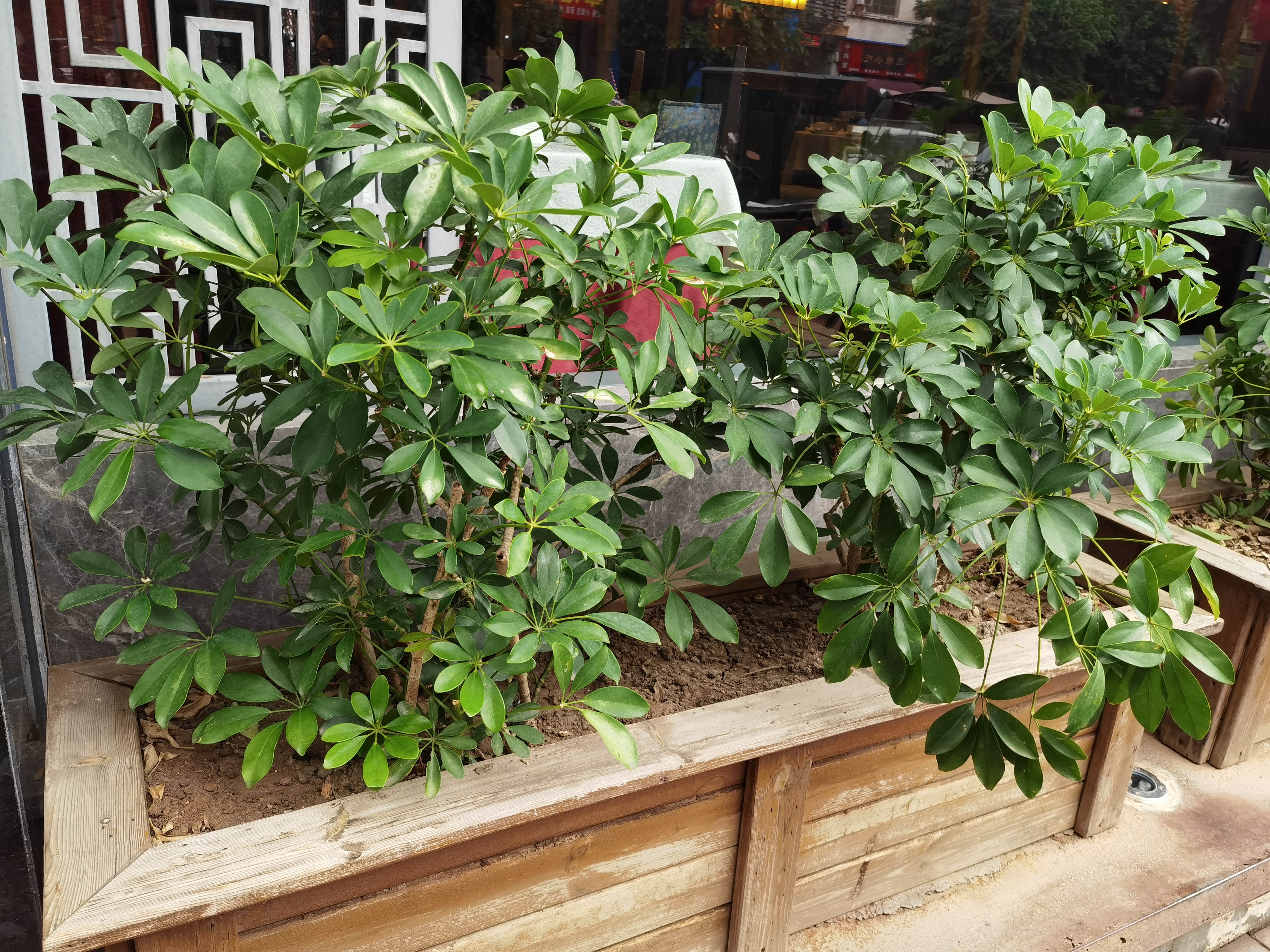 清新绿植展现勃勃生机素材