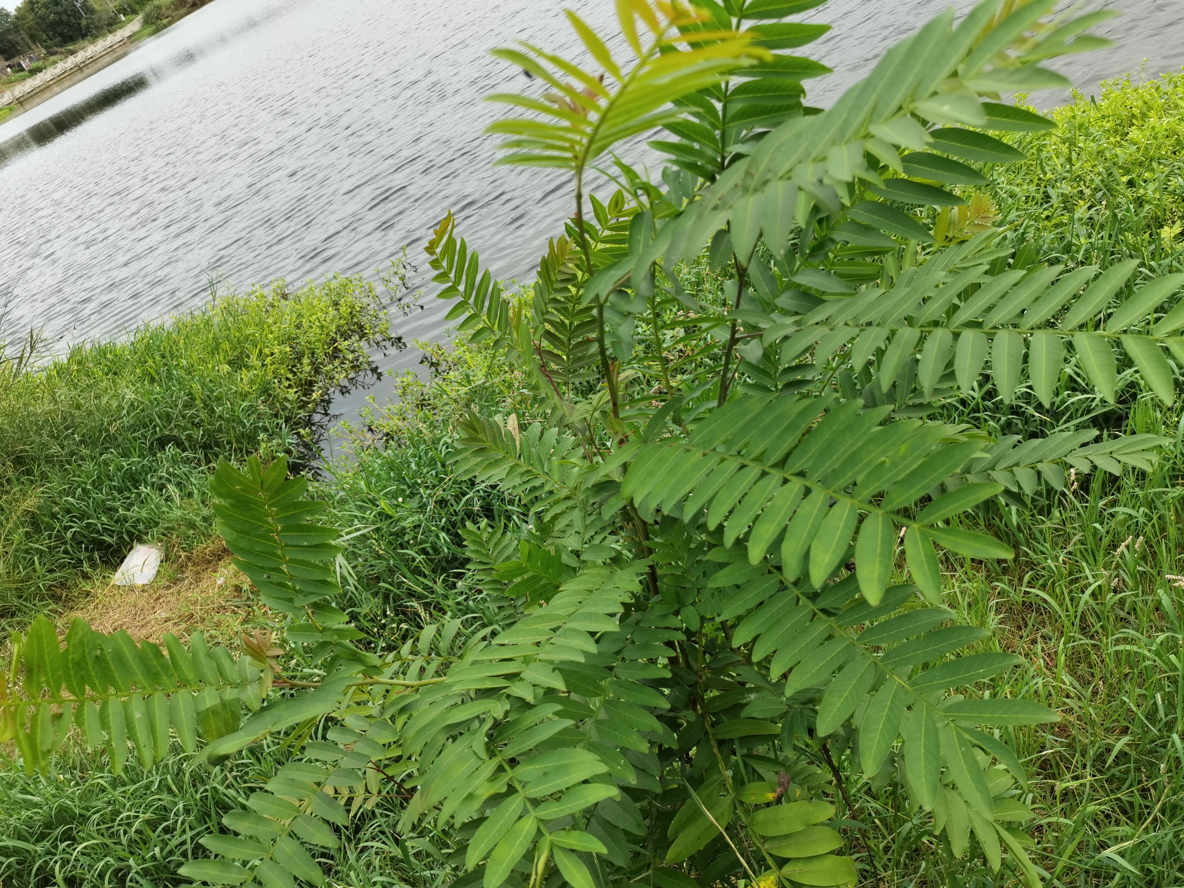 城郊繁茂生长的绿植素材