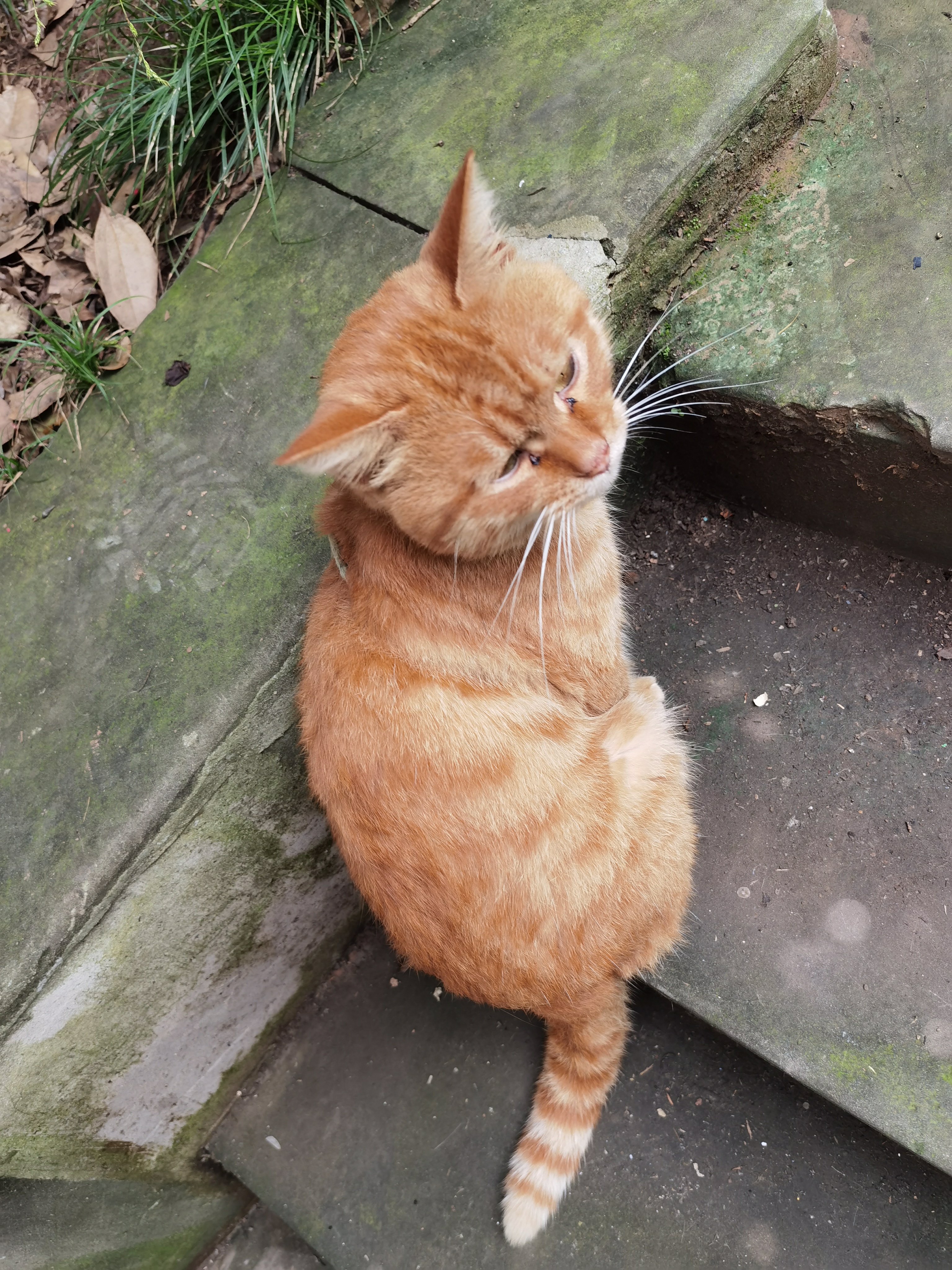 蹲在台阶旁休憩的橘猫素材