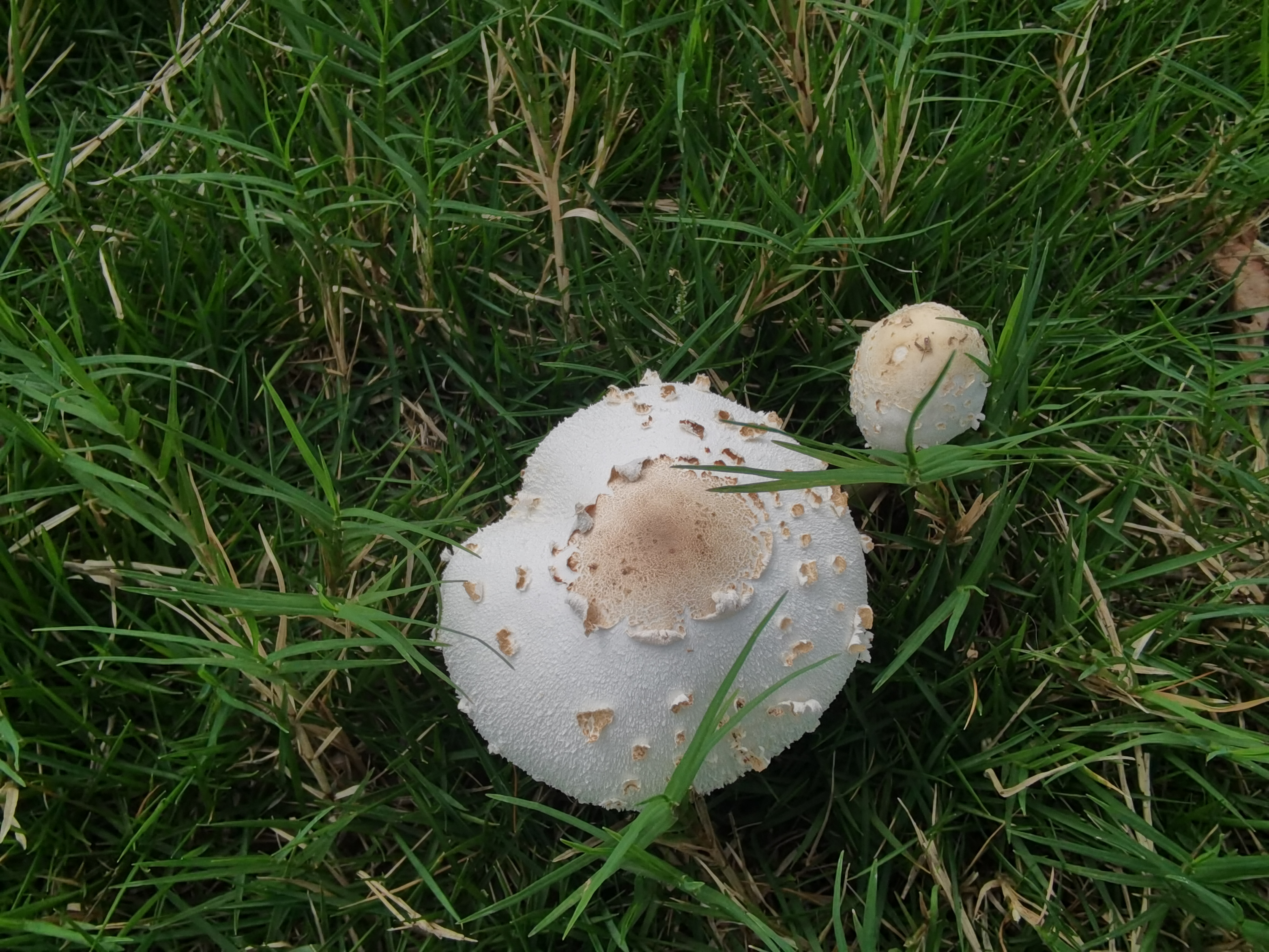 草丛中生长的白蘑菇素材