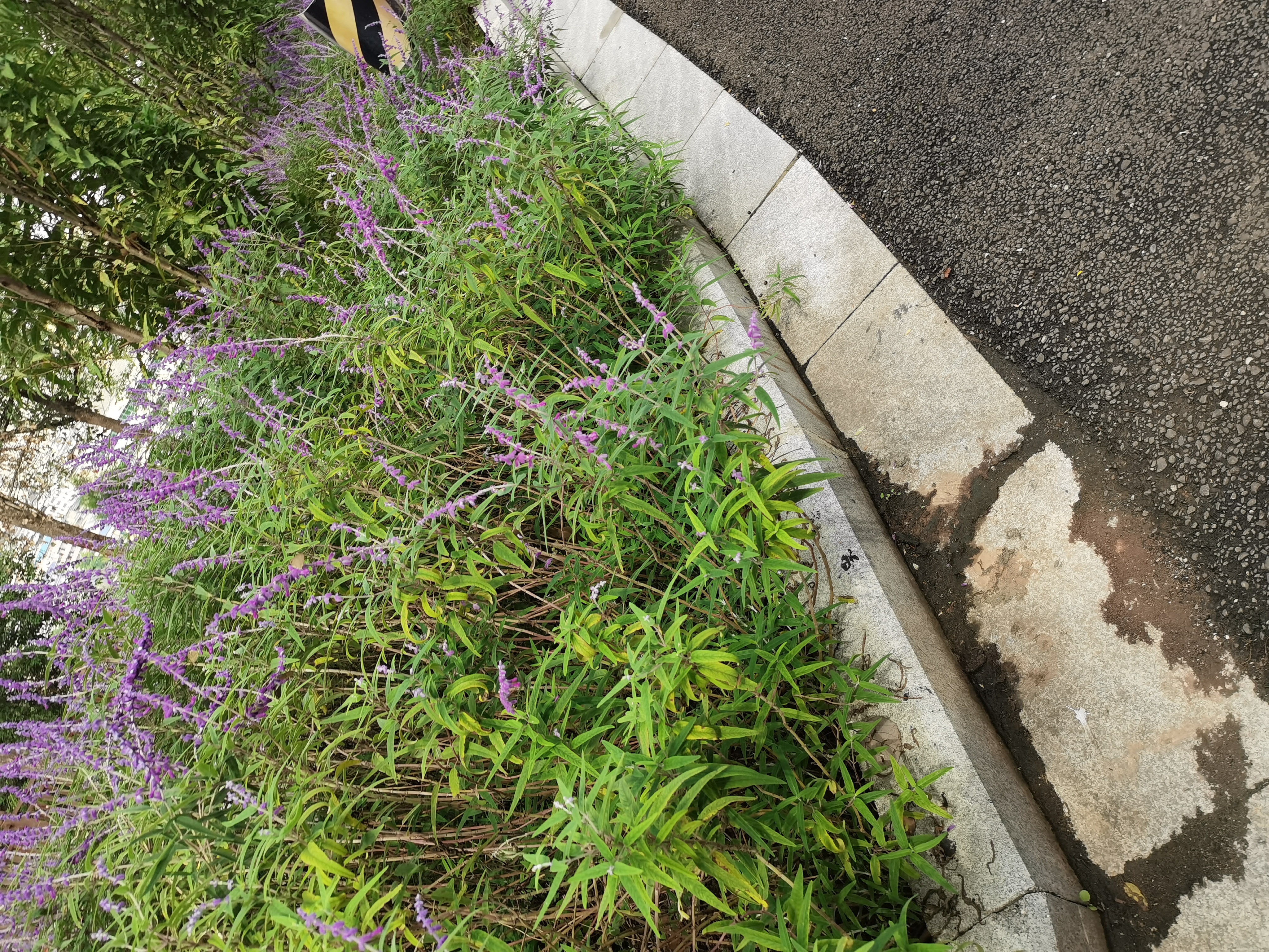 山间道路及周边绿植景观素材