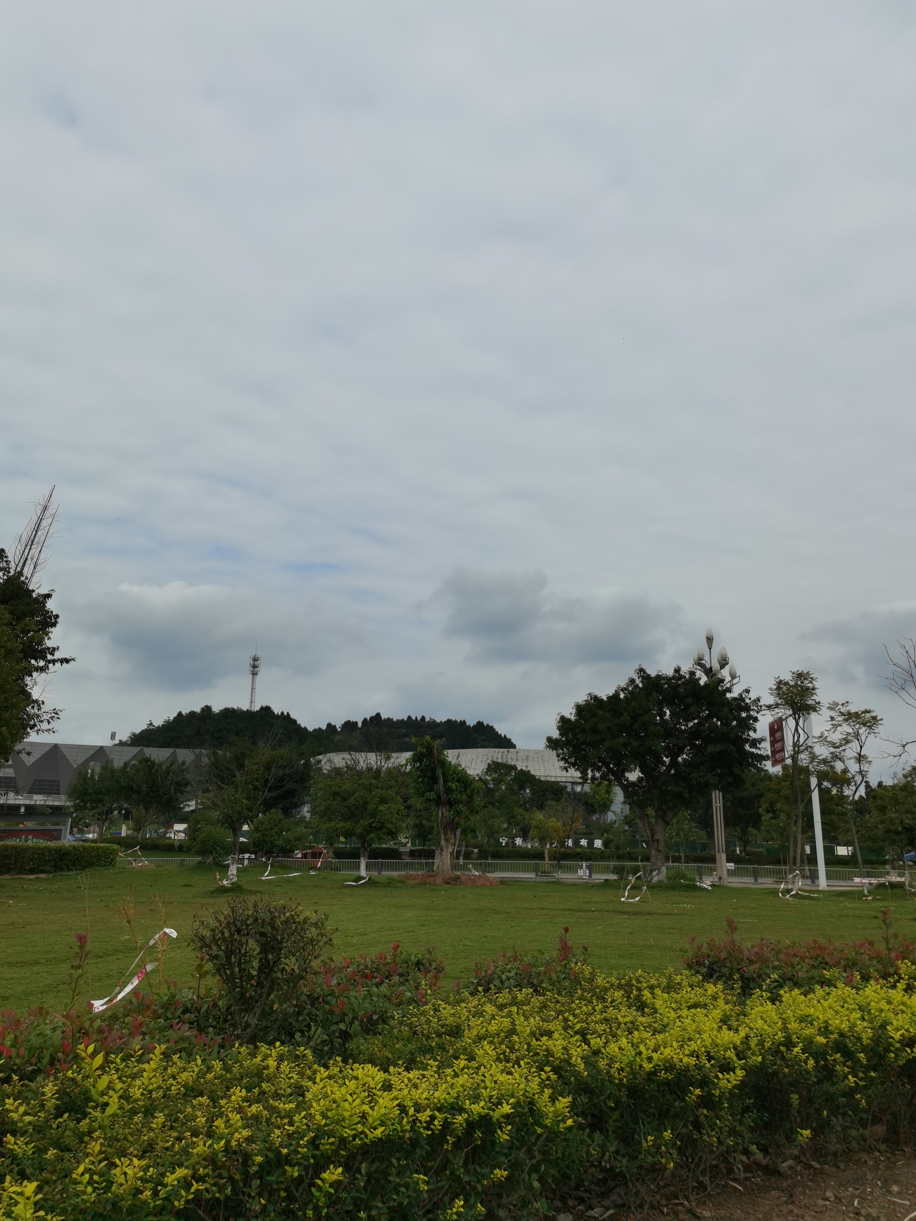 城市公园里的繁茂绿植素材