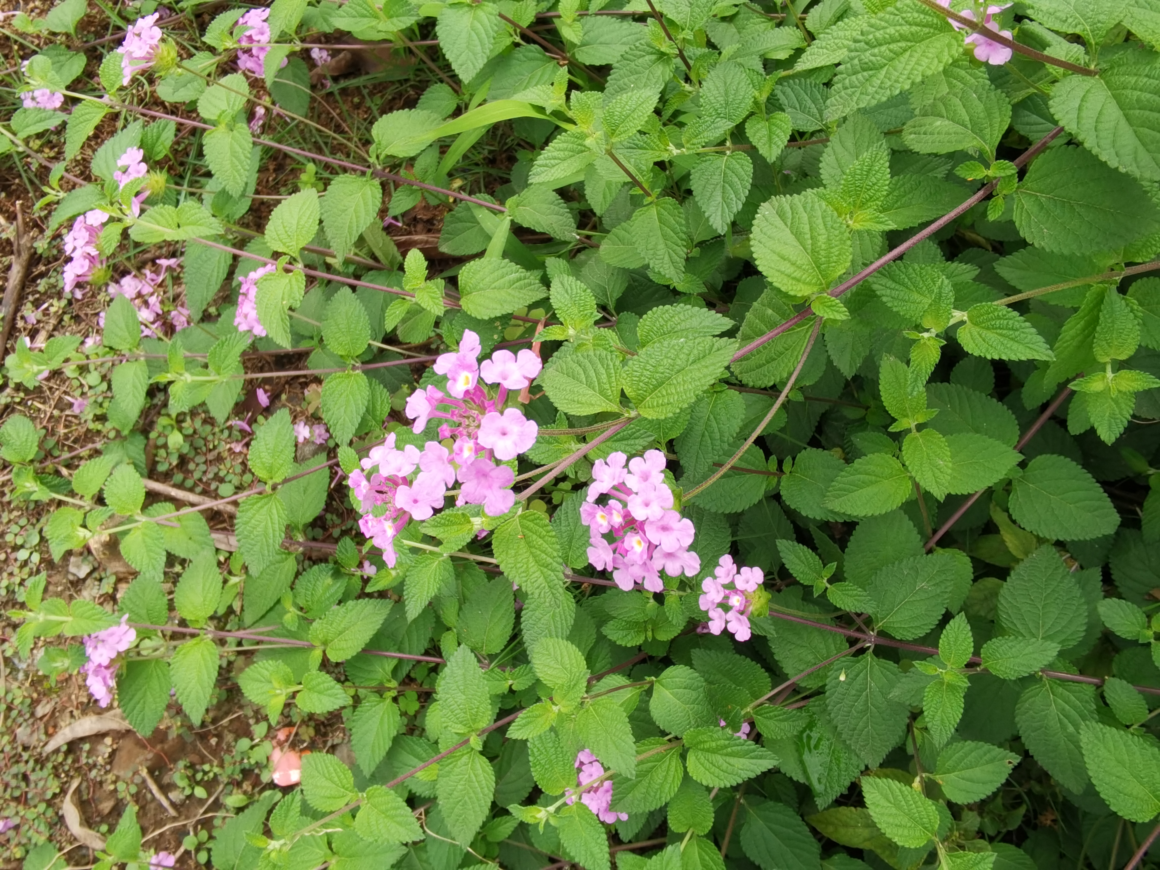 艳丽花朵绽放花丛中素材