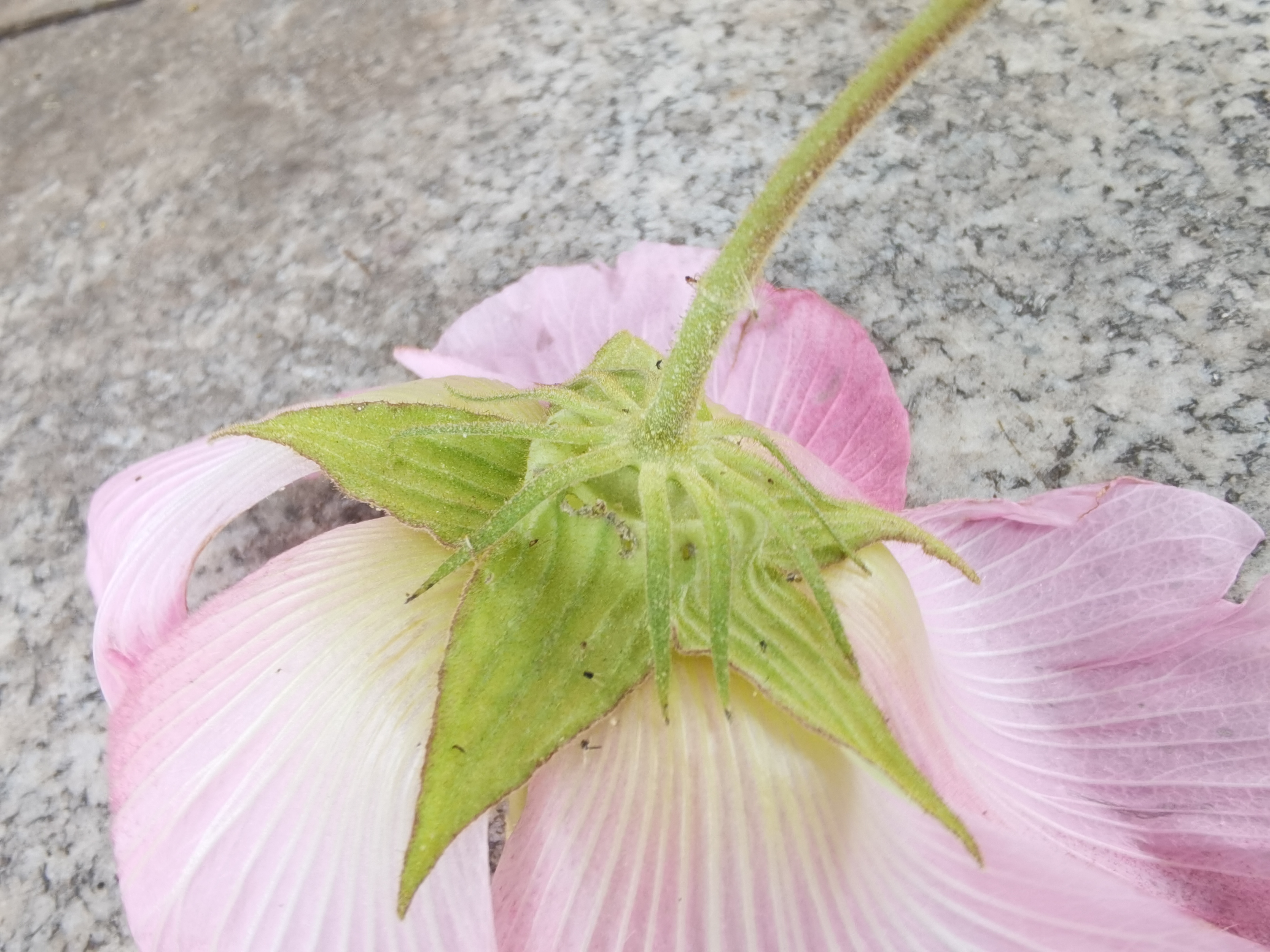 地面上的木芙蓉特写素材