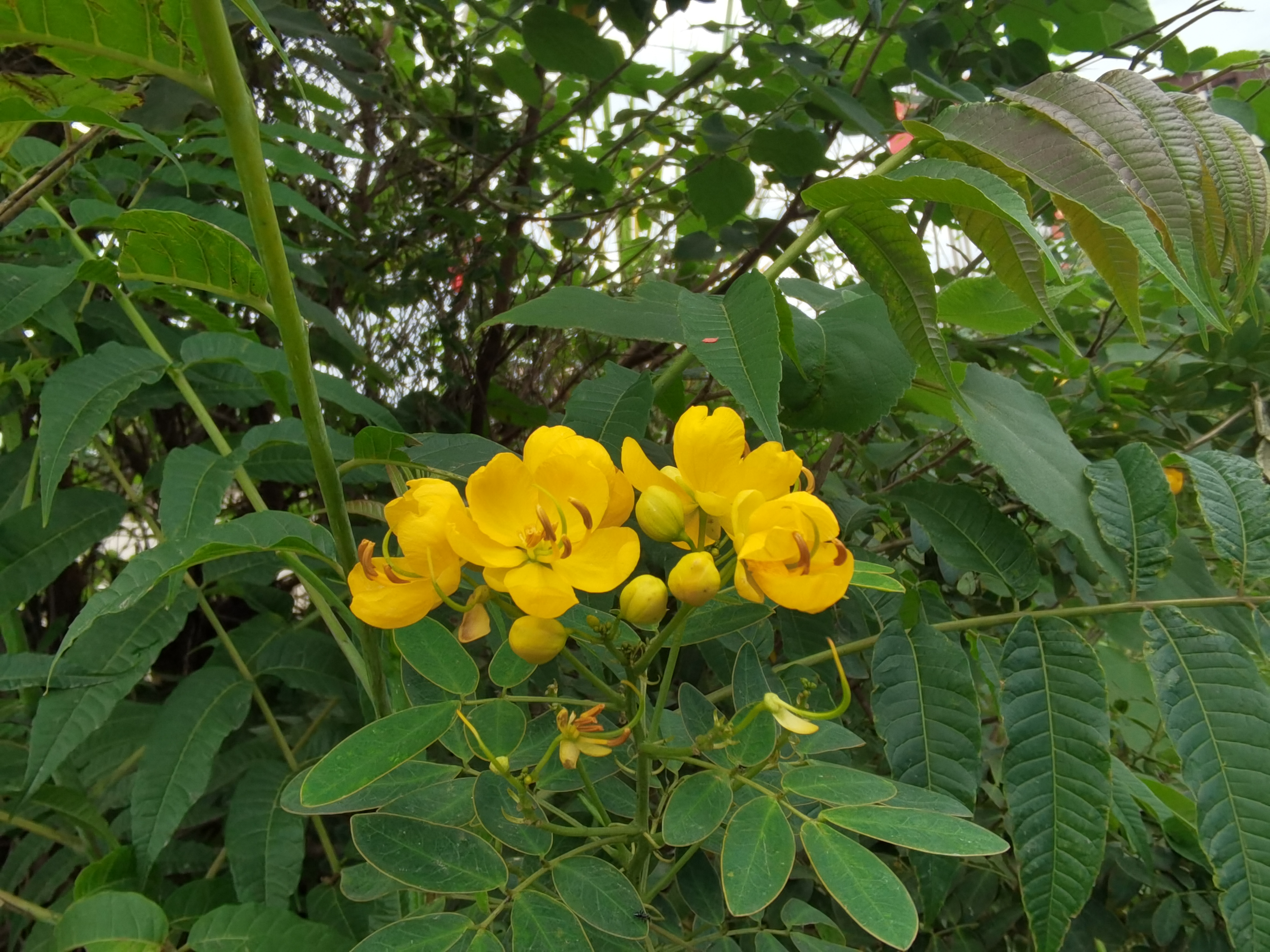 黄色花朵绽放于绿叶间素材