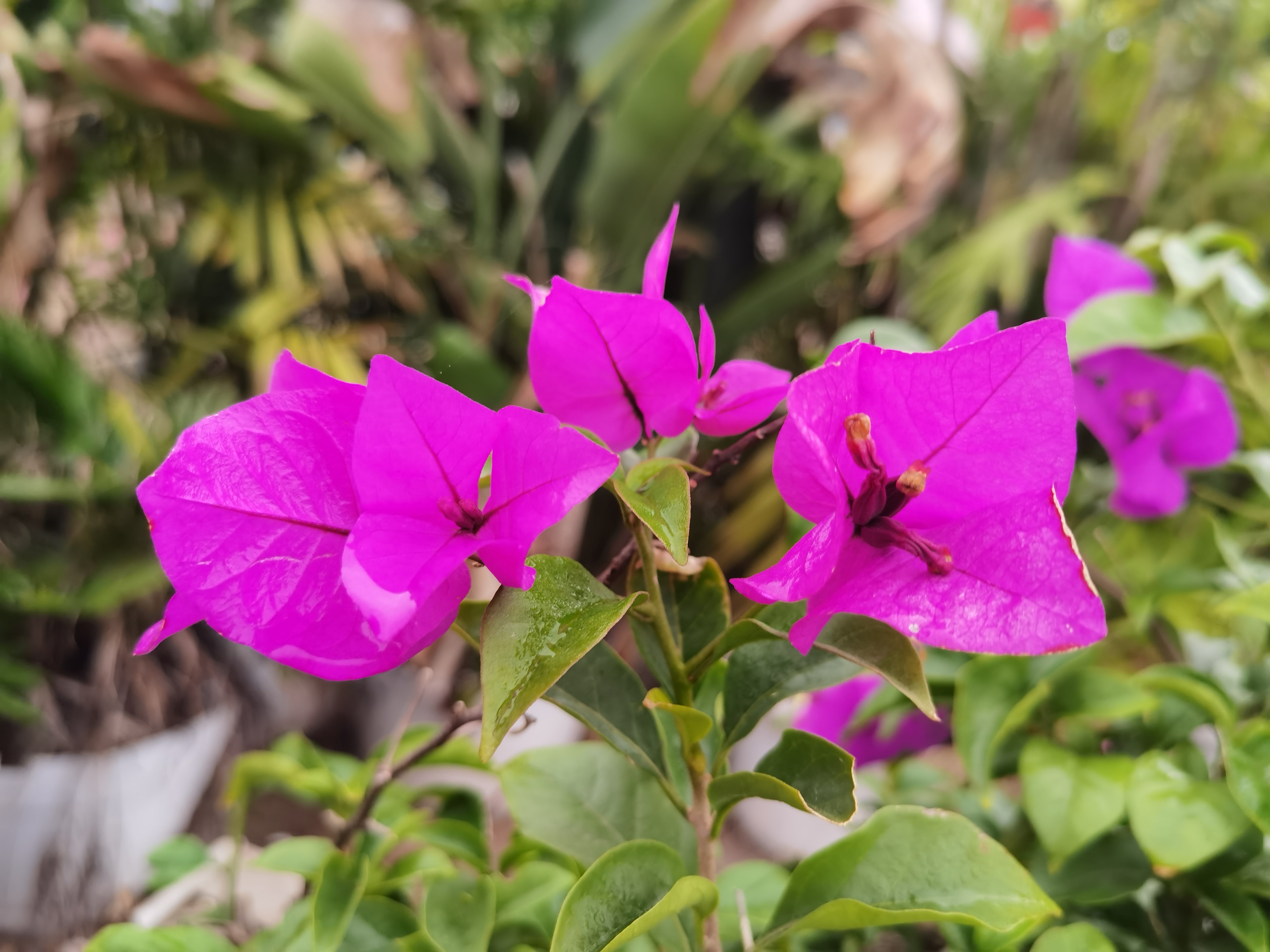 花坛里绽放的紫色三角梅素材