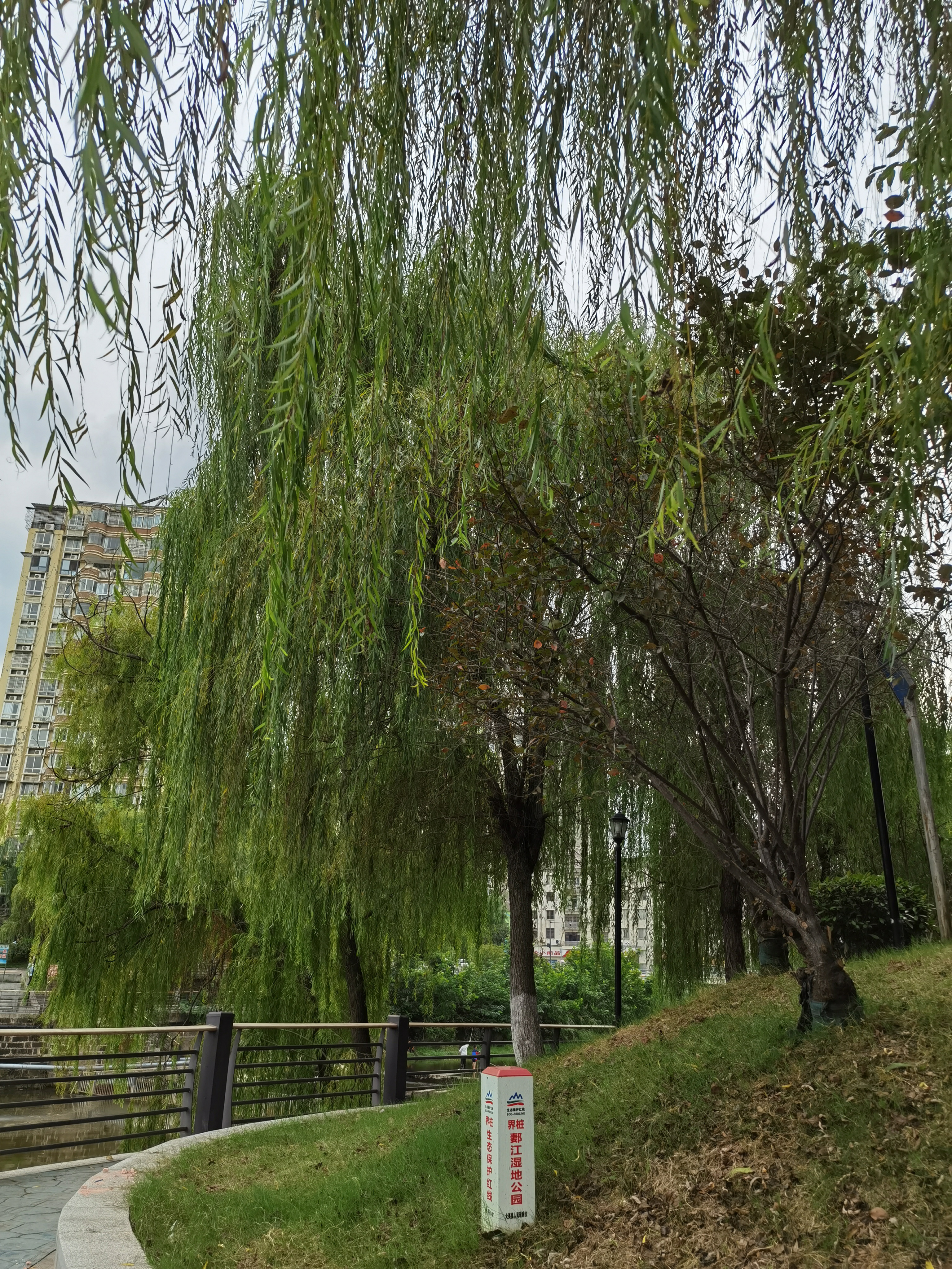 生态清新的城市河畔素材