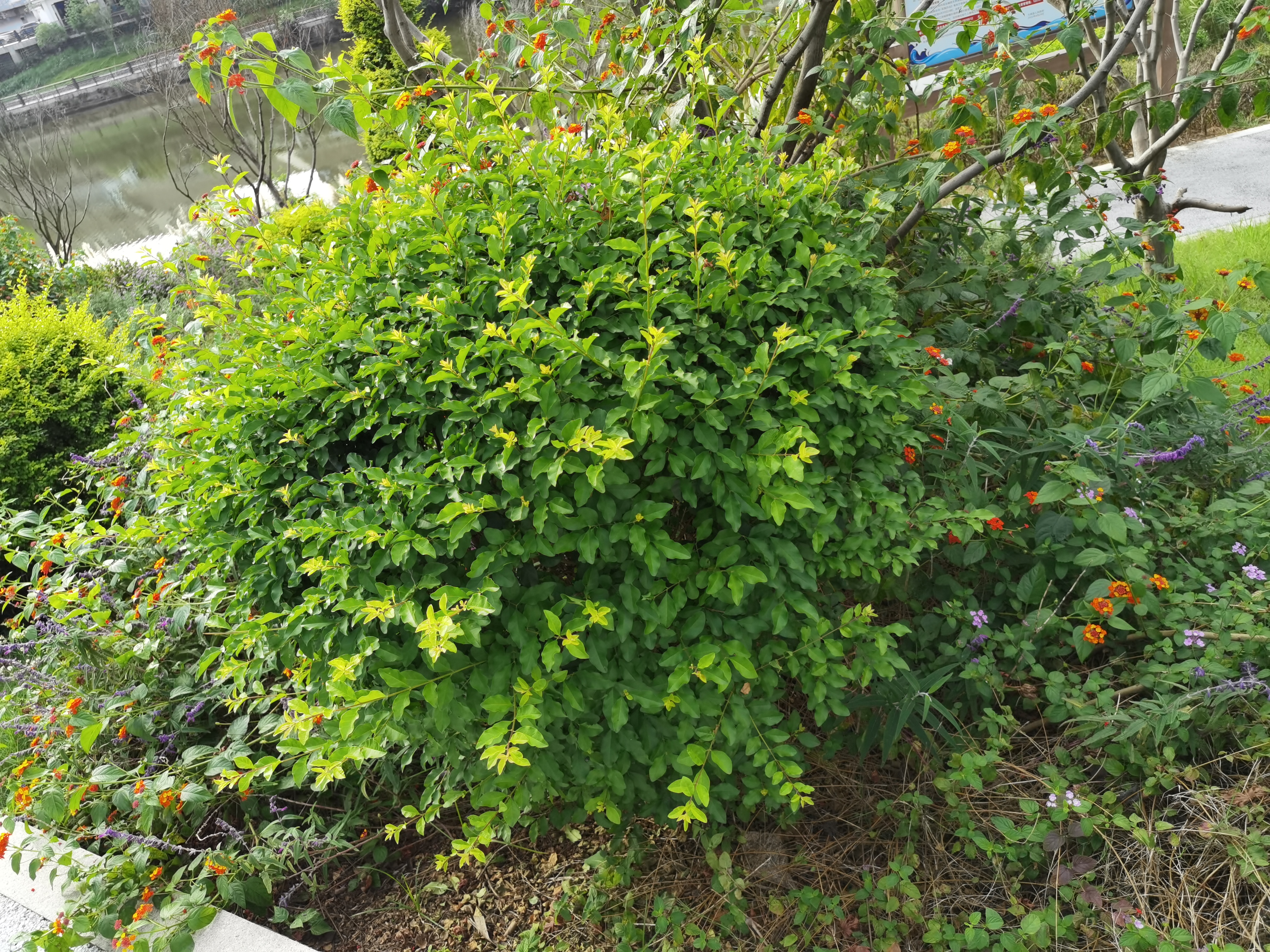 清新繁茂的花草树木素材