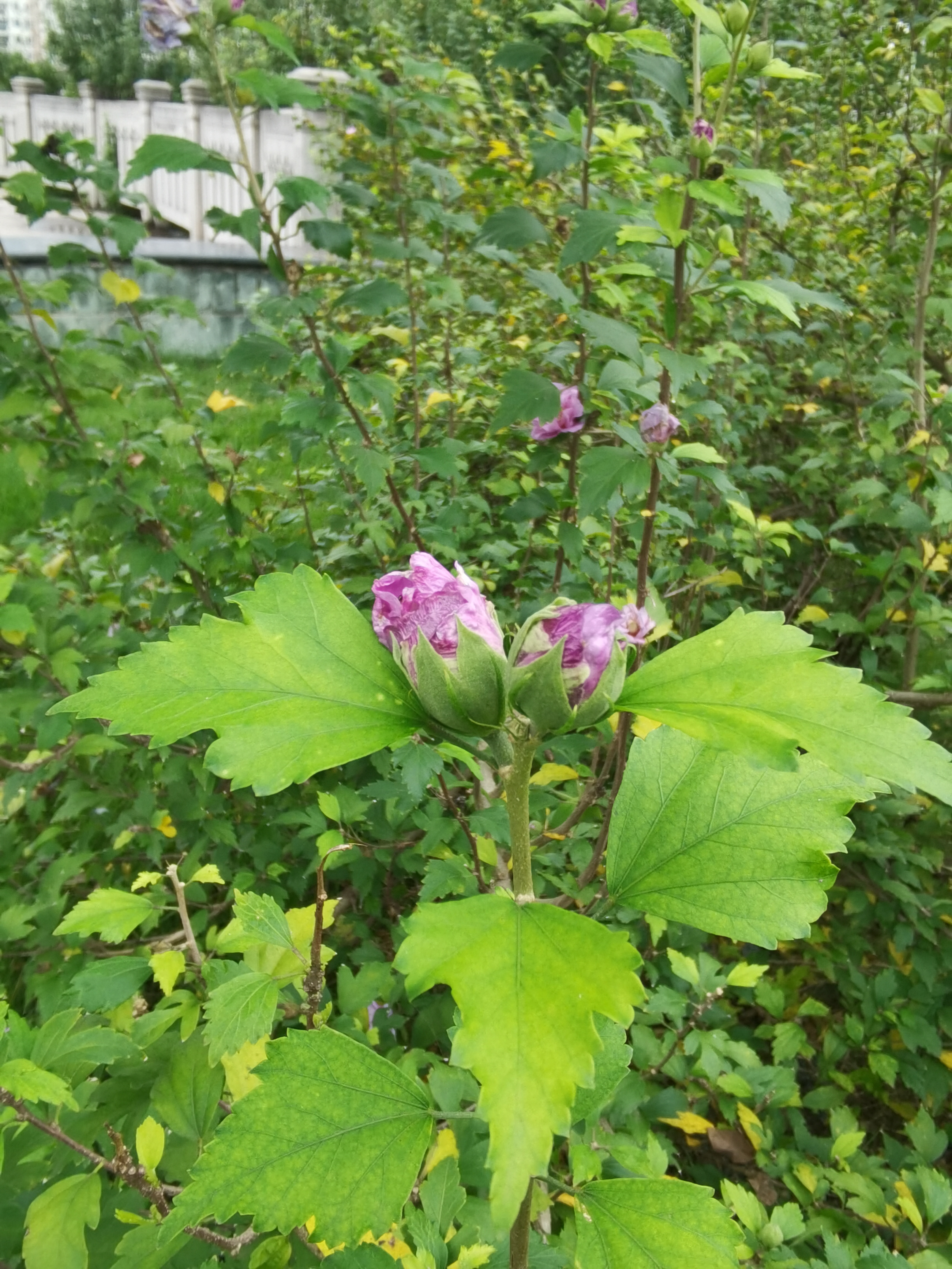 绿意盎然的树木花枝素材