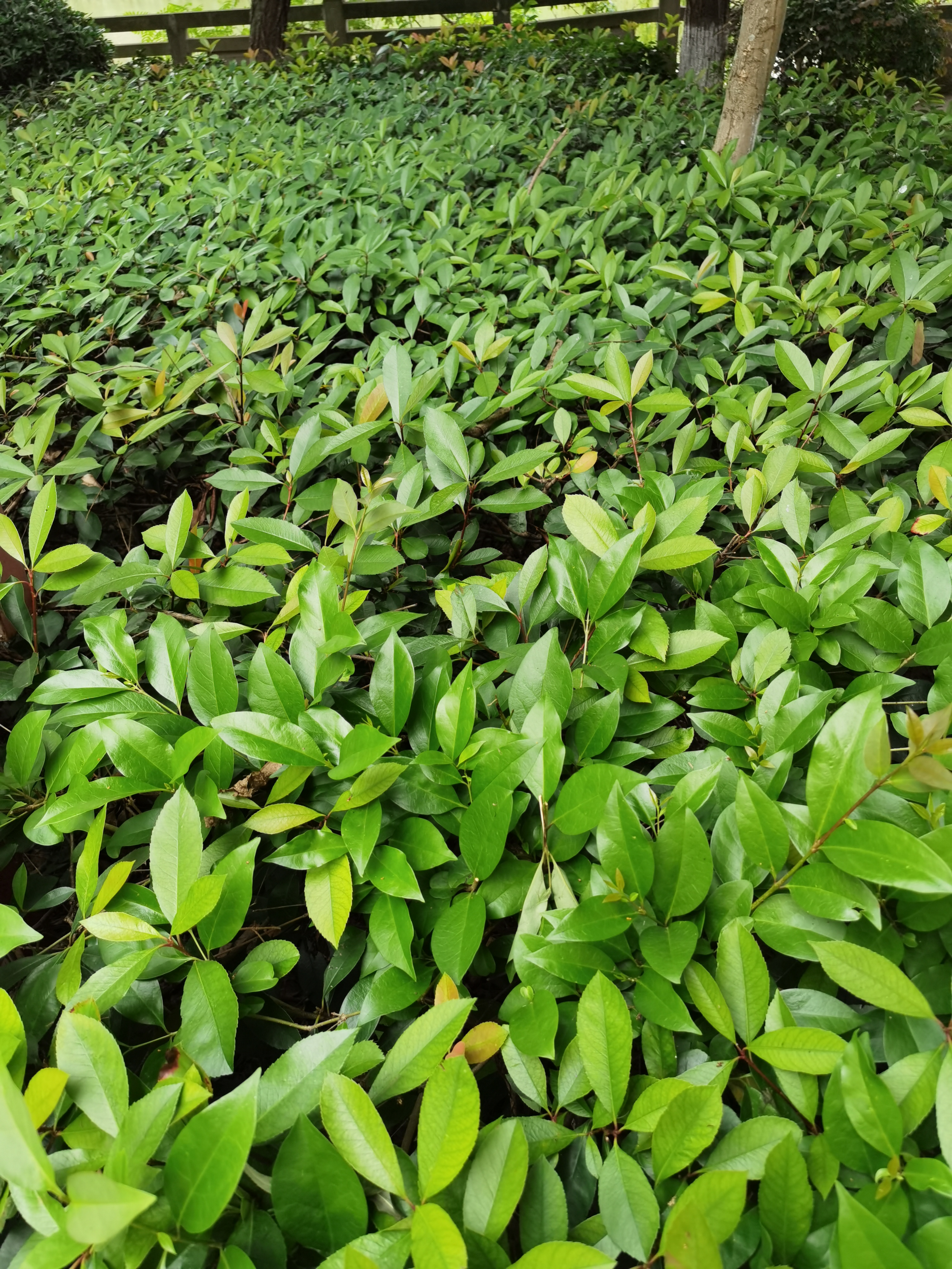 翠绿繁茂的户外植物素材