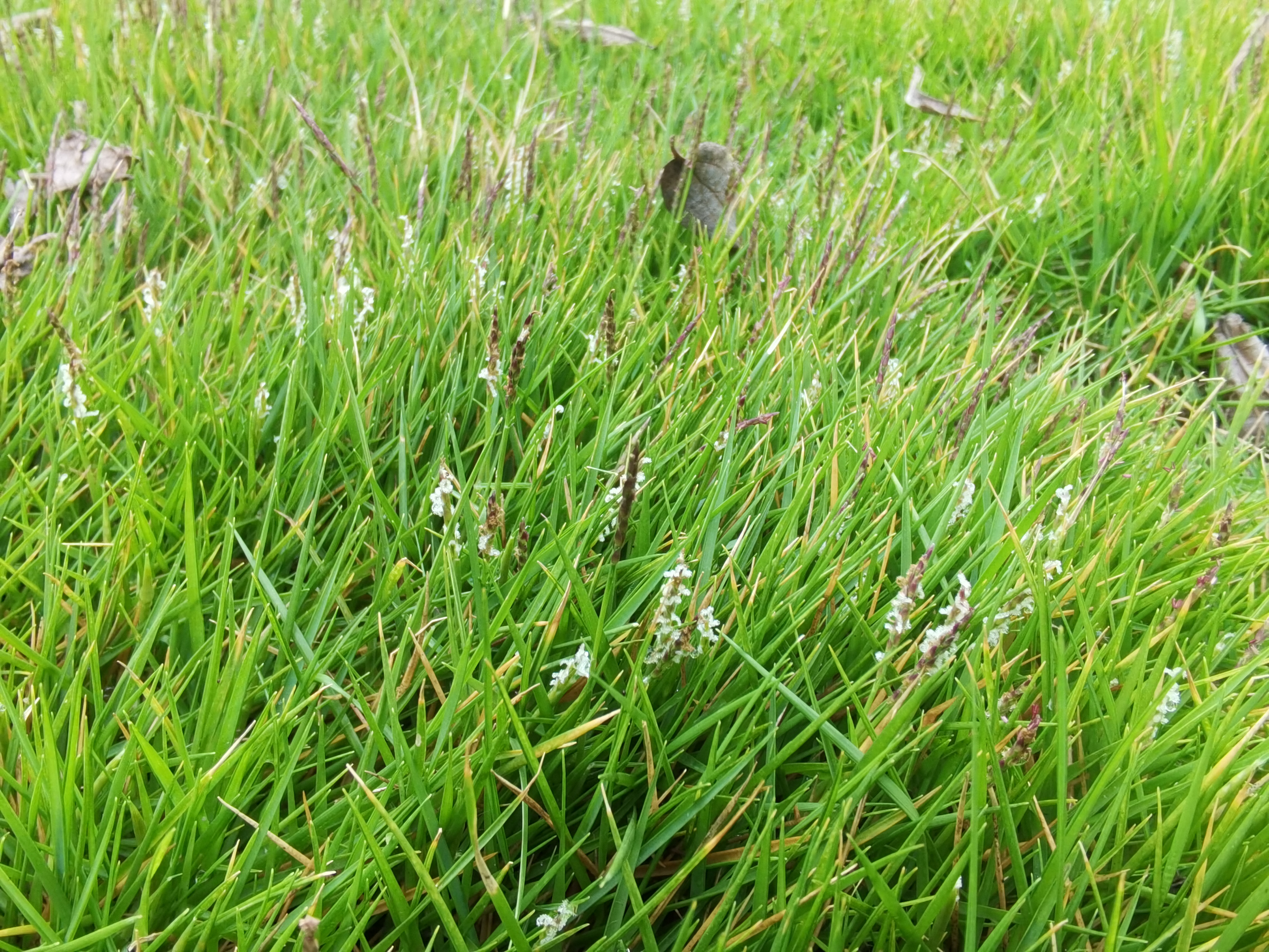 翠绿繁茂生机勃勃的青草素材