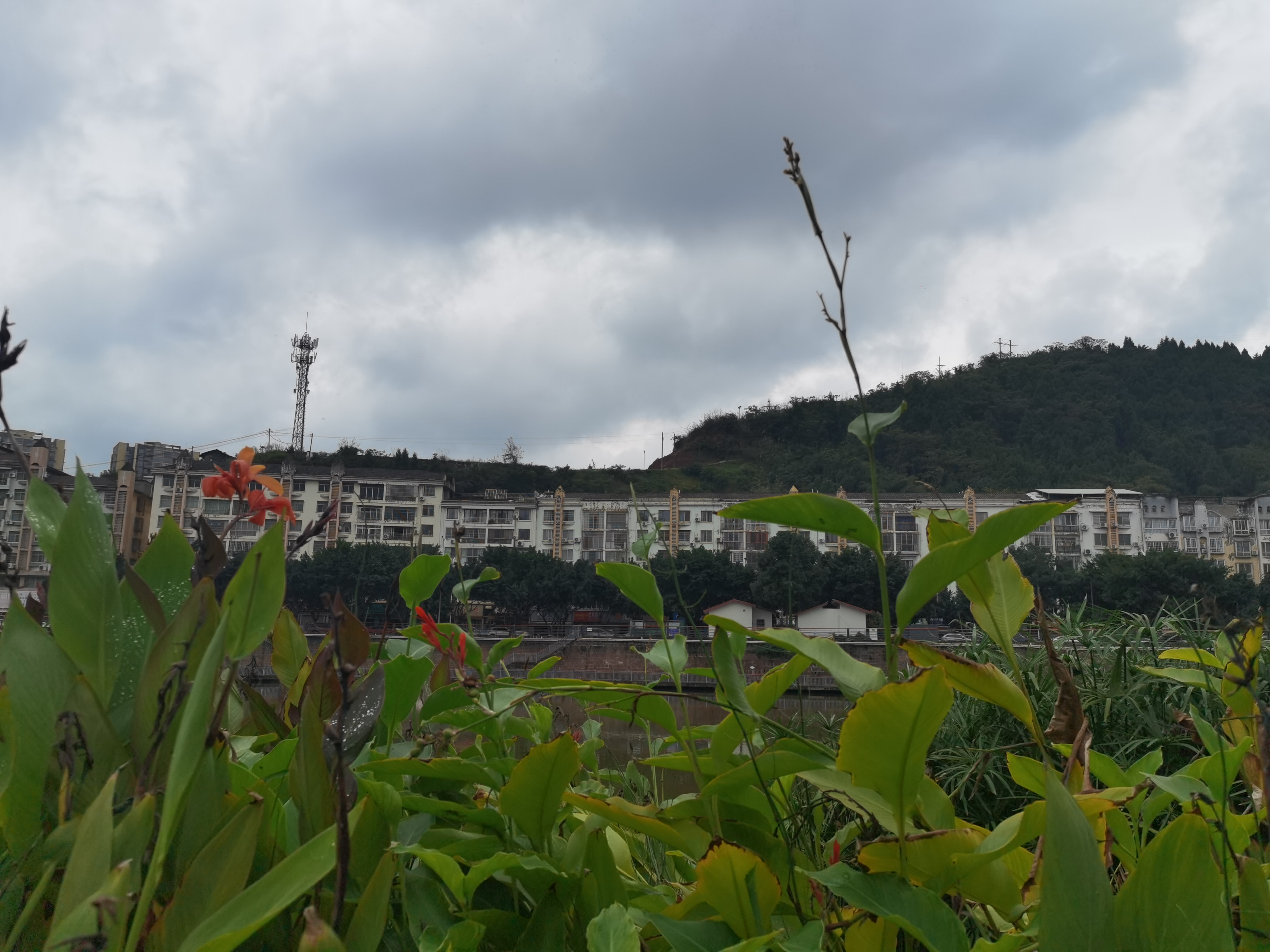 城市河畔生机勃勃的美人蕉素材