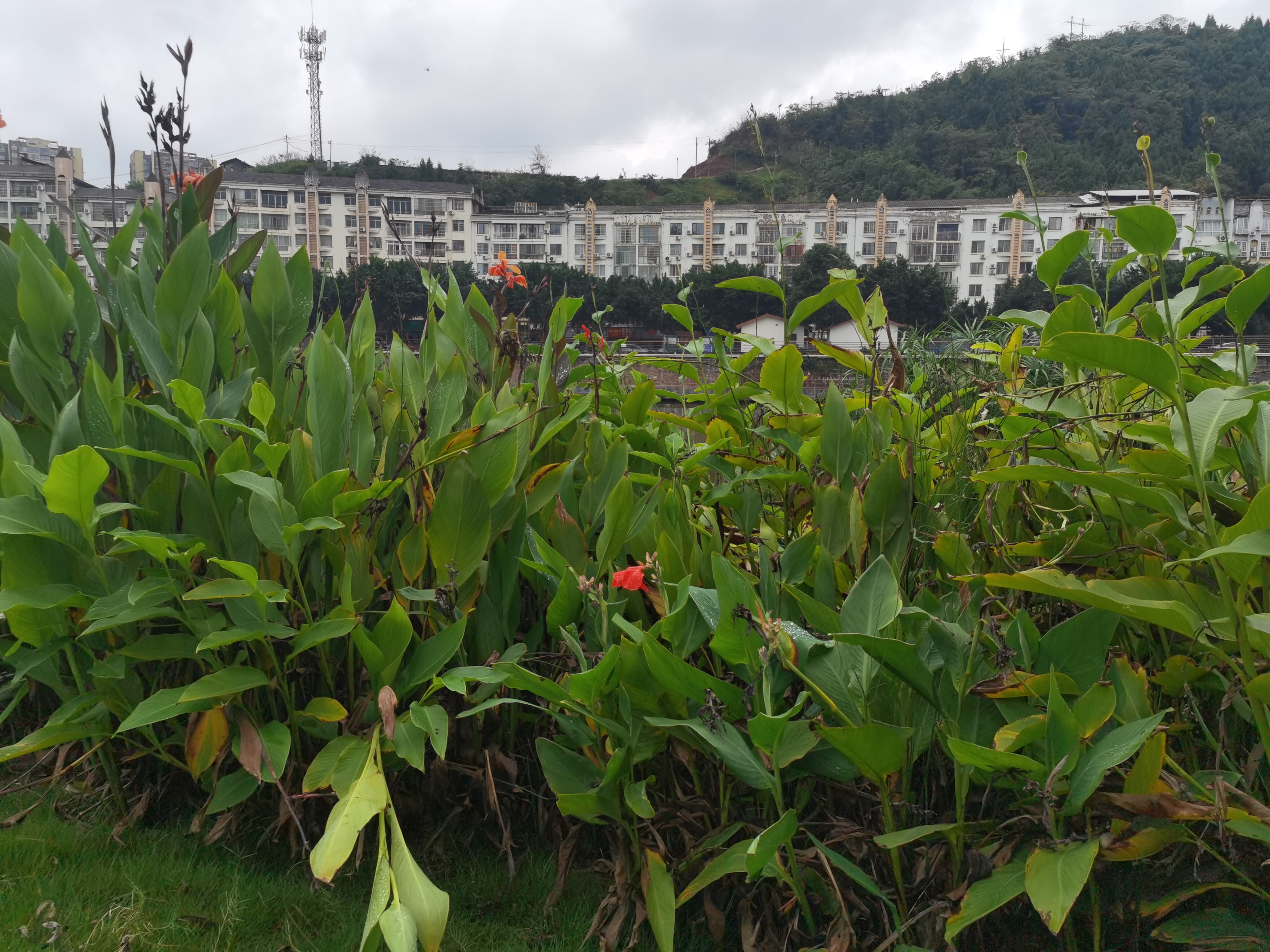 城市河畔生机勃勃的美人蕉素材