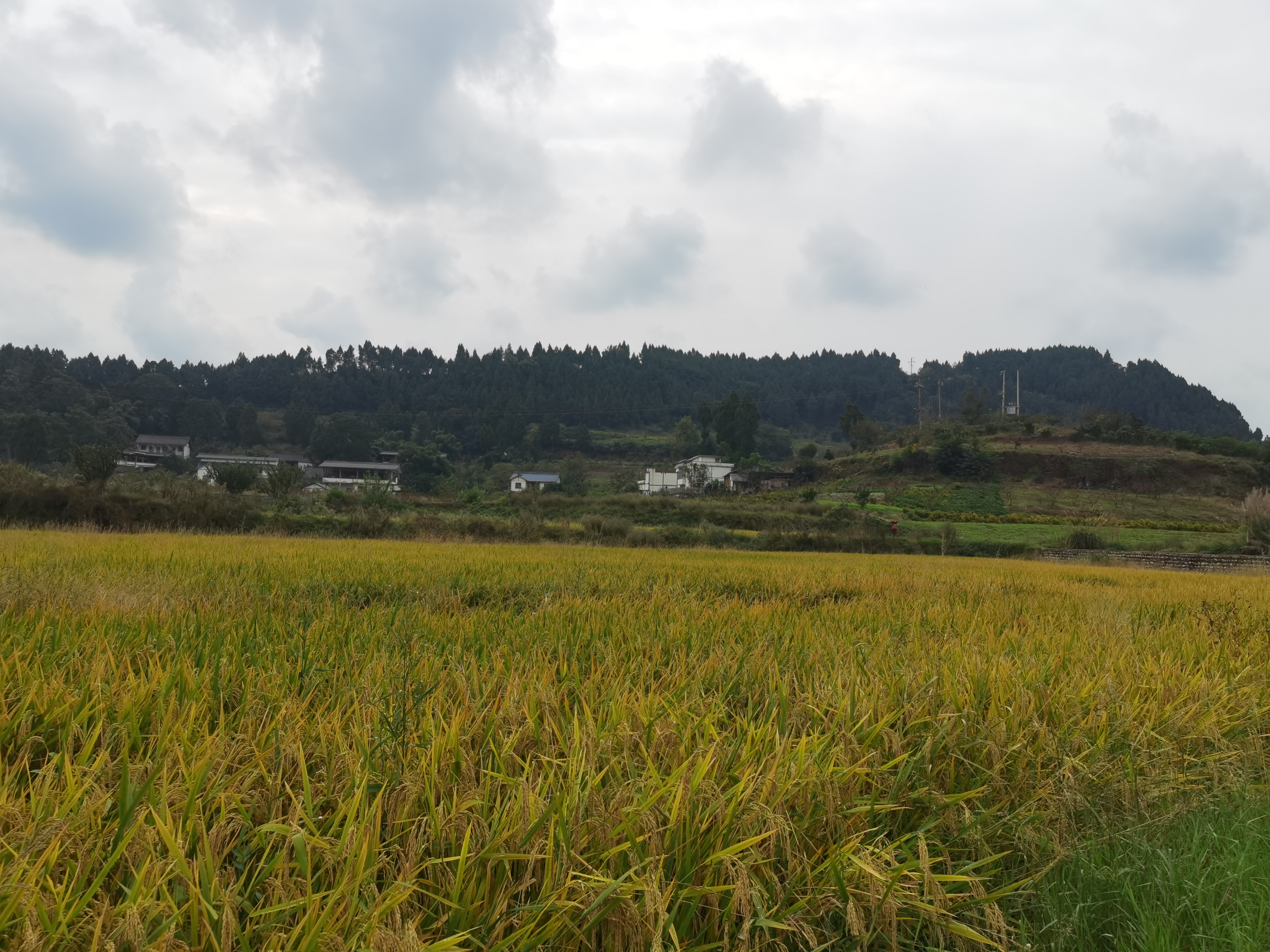 金黄稻田田园风光素材