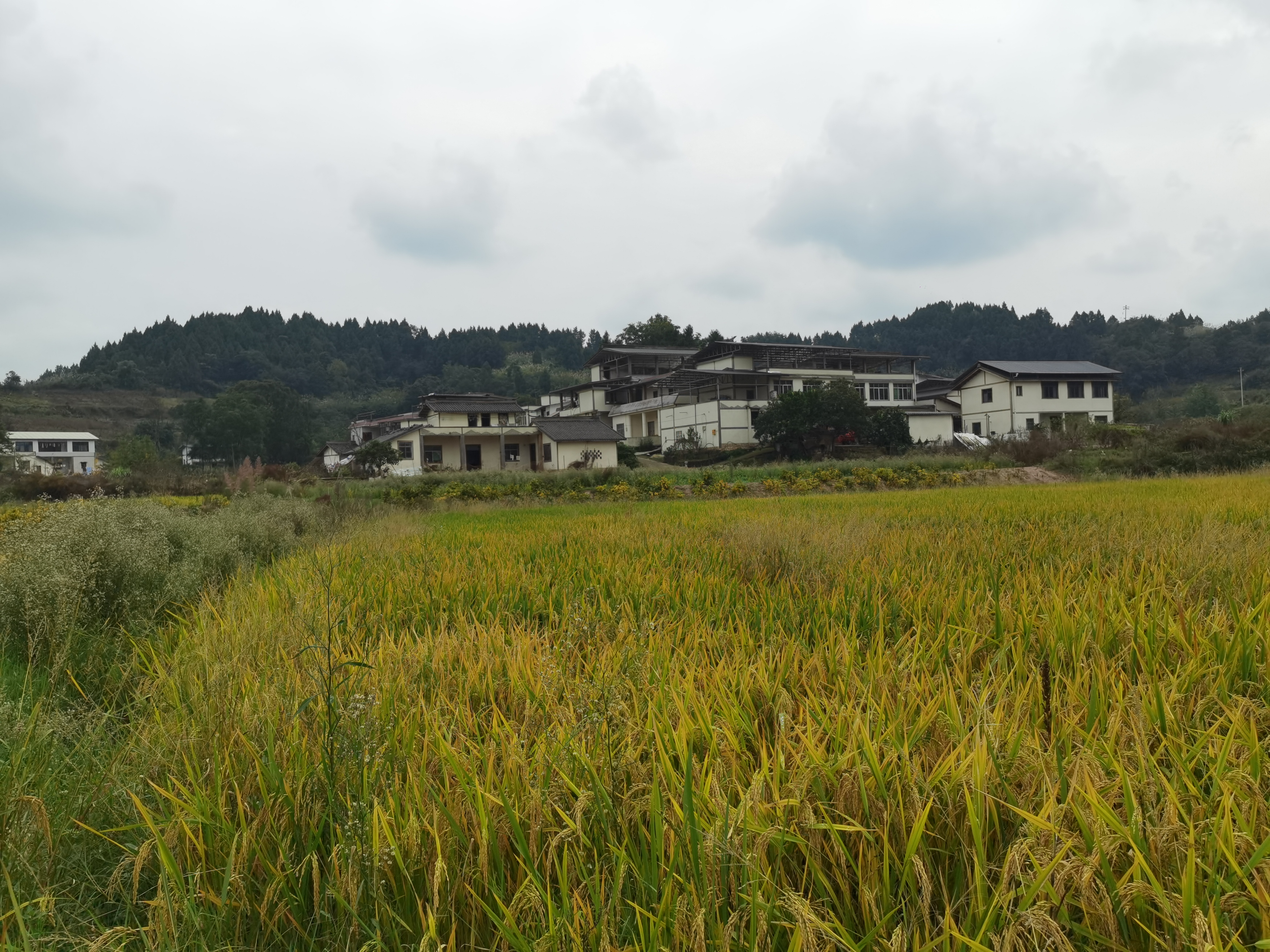金黄稻田田园风光素材