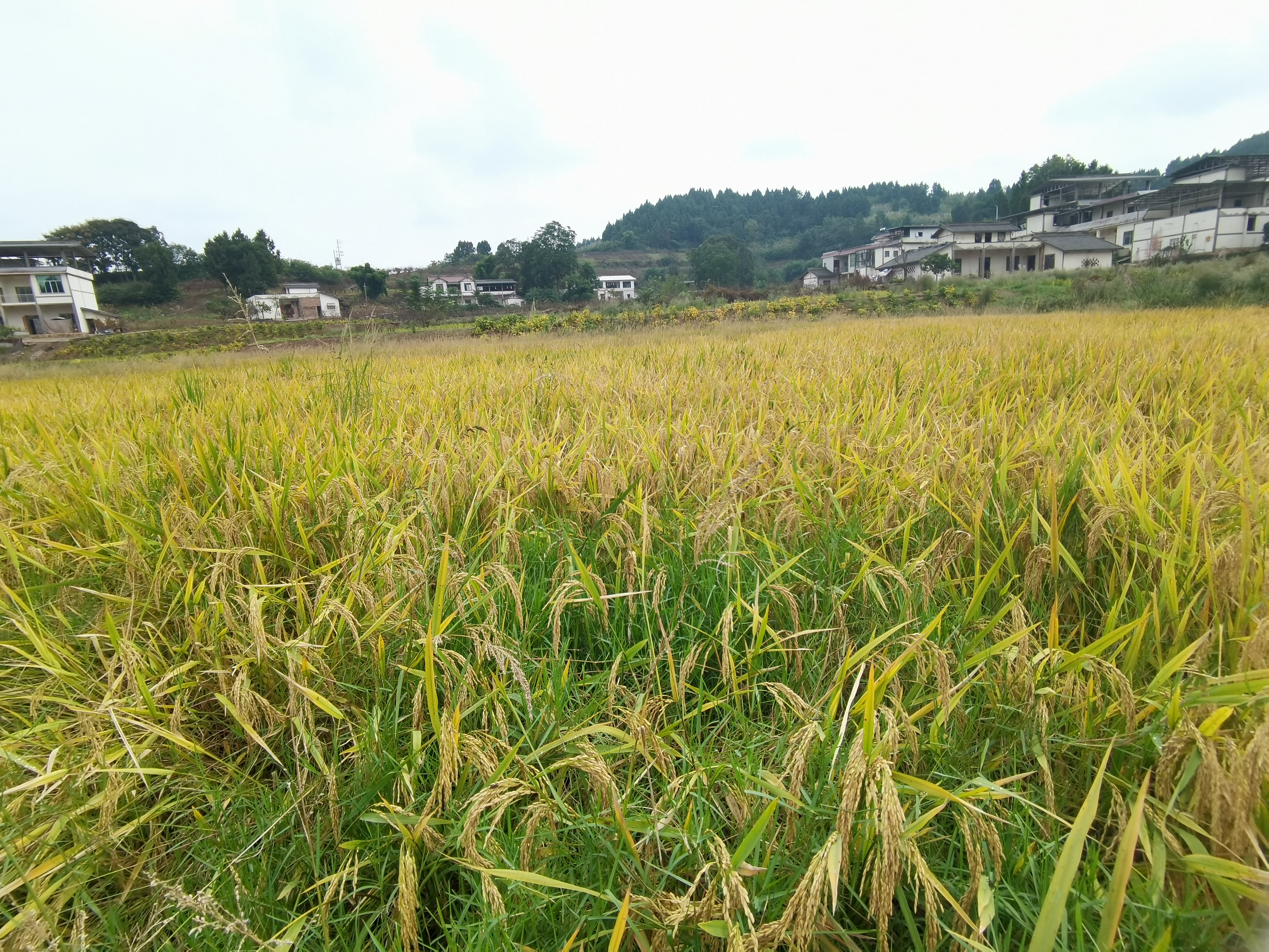乡间金黄稻田丰收景象素材