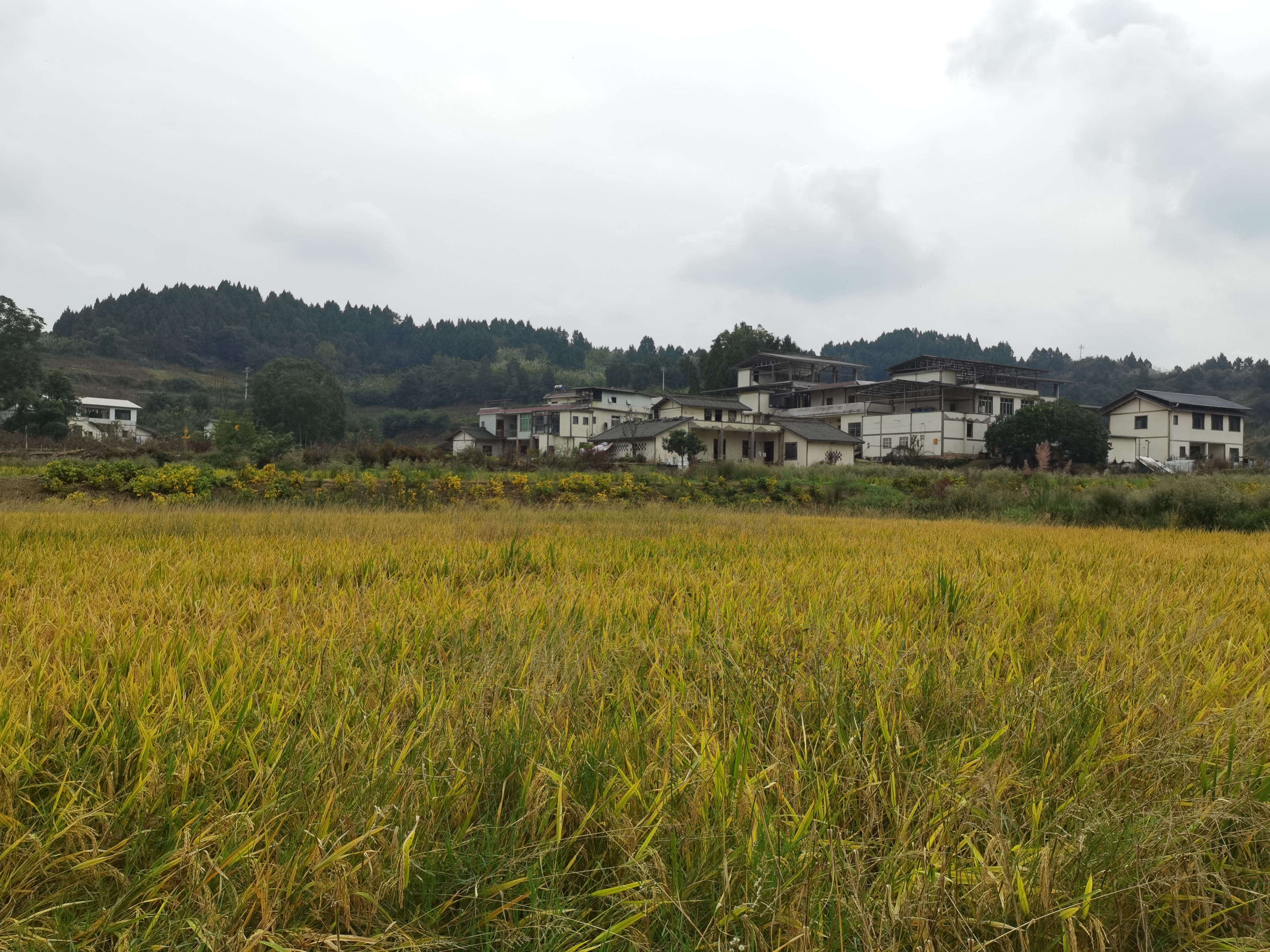秋日金黄稻田丰收景象素材