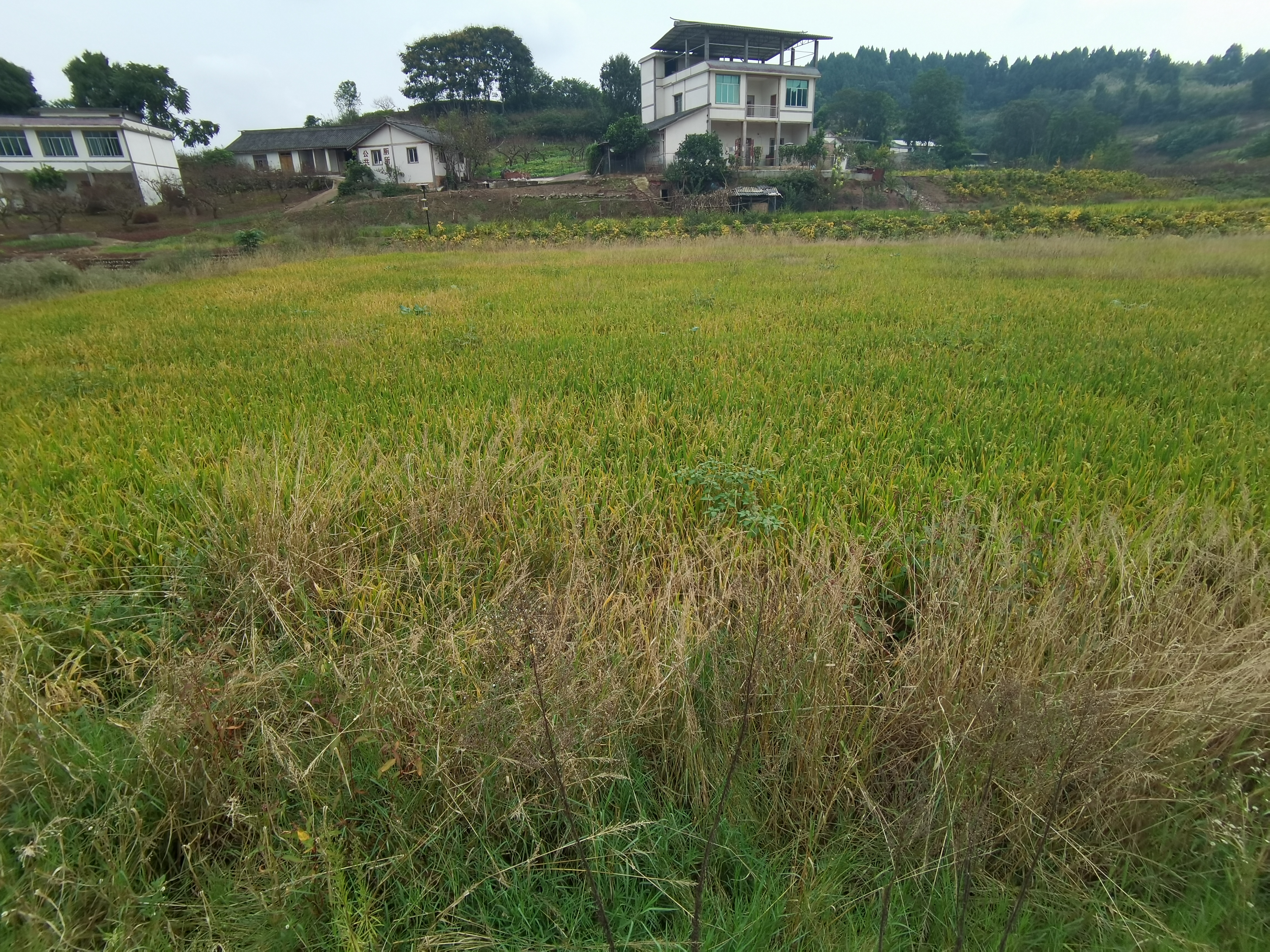 清新舒适的田园风光素材