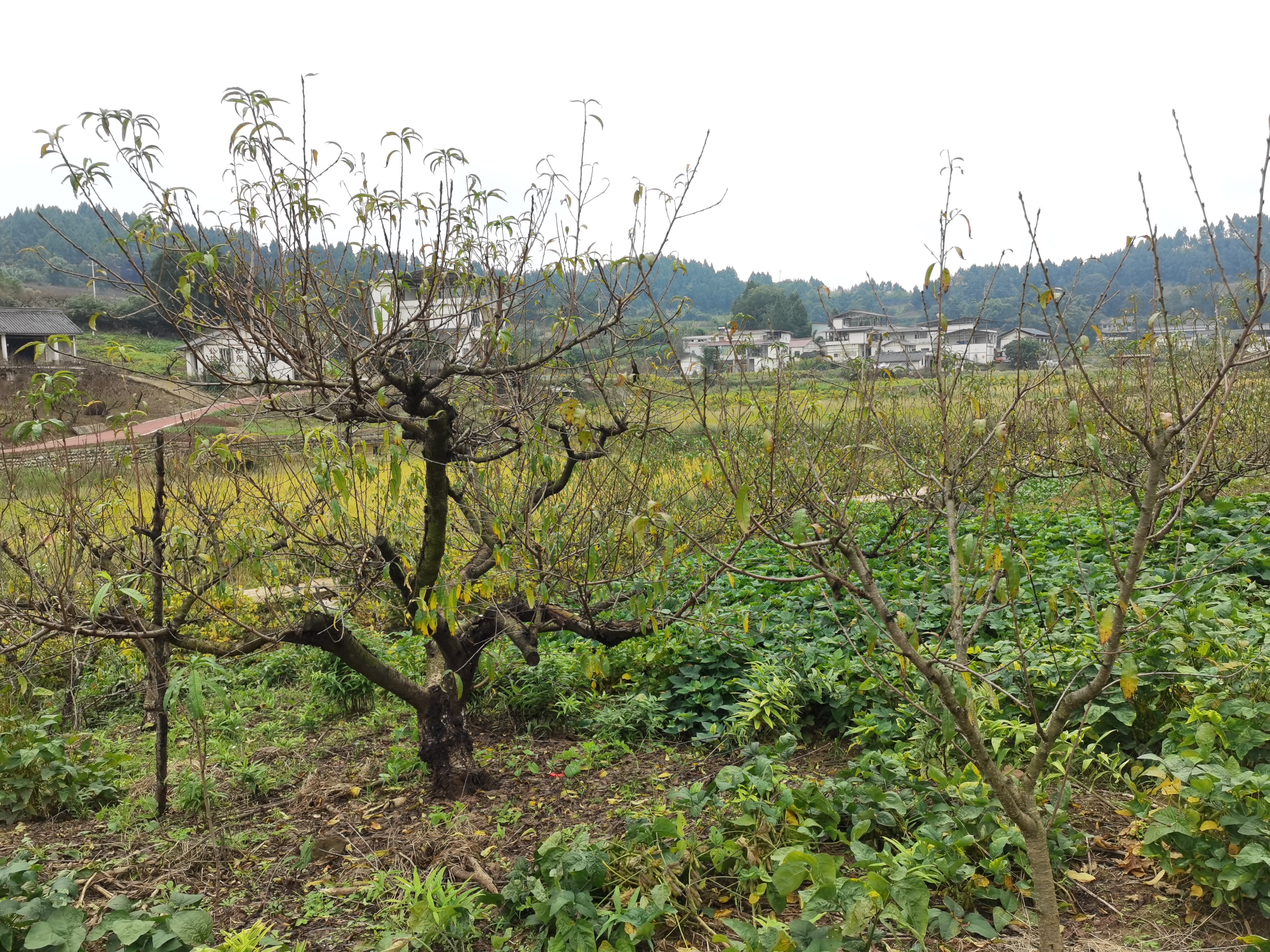 冬日里的田园风光素材