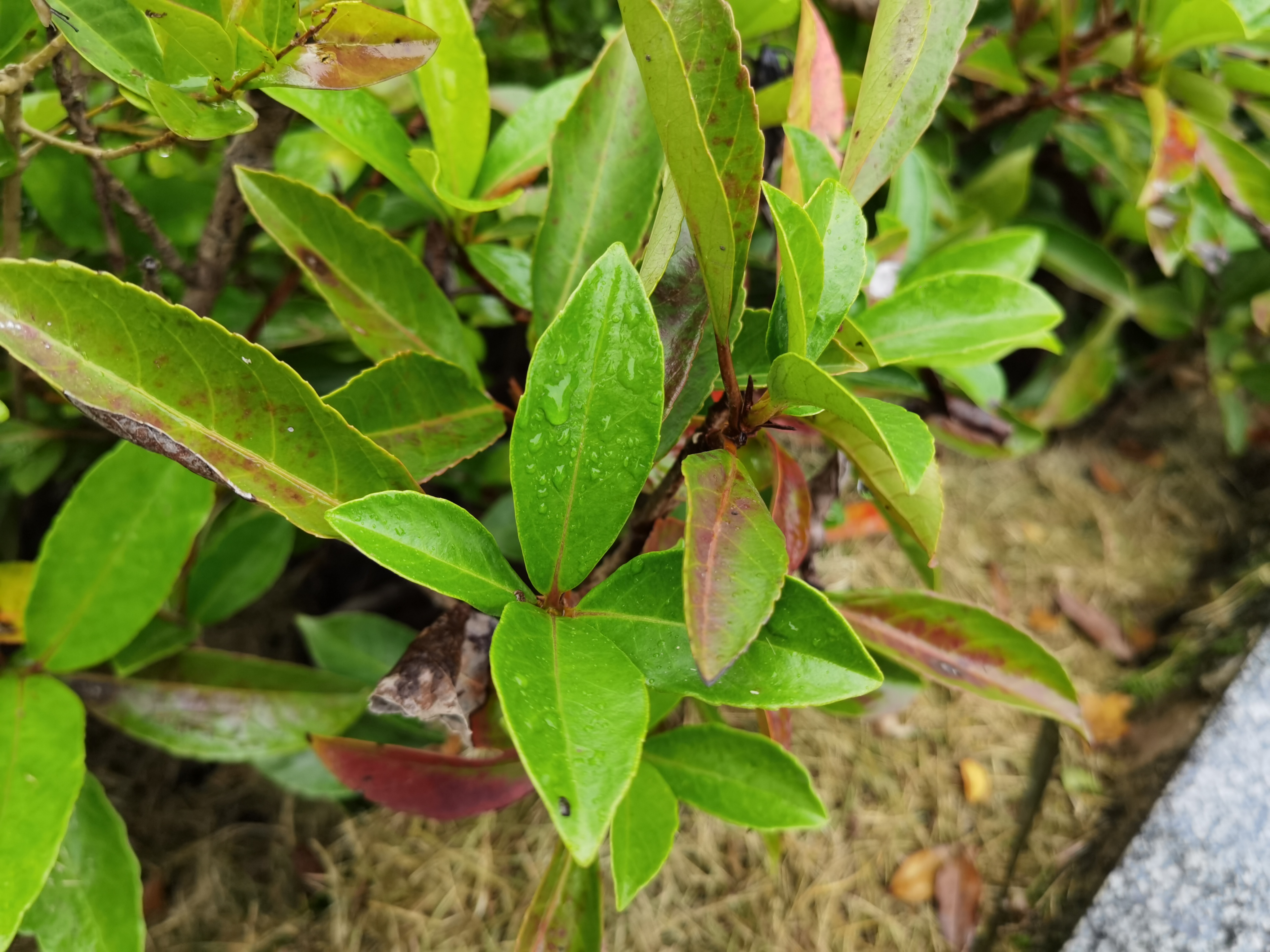繁茂植物展现勃勃生机素材