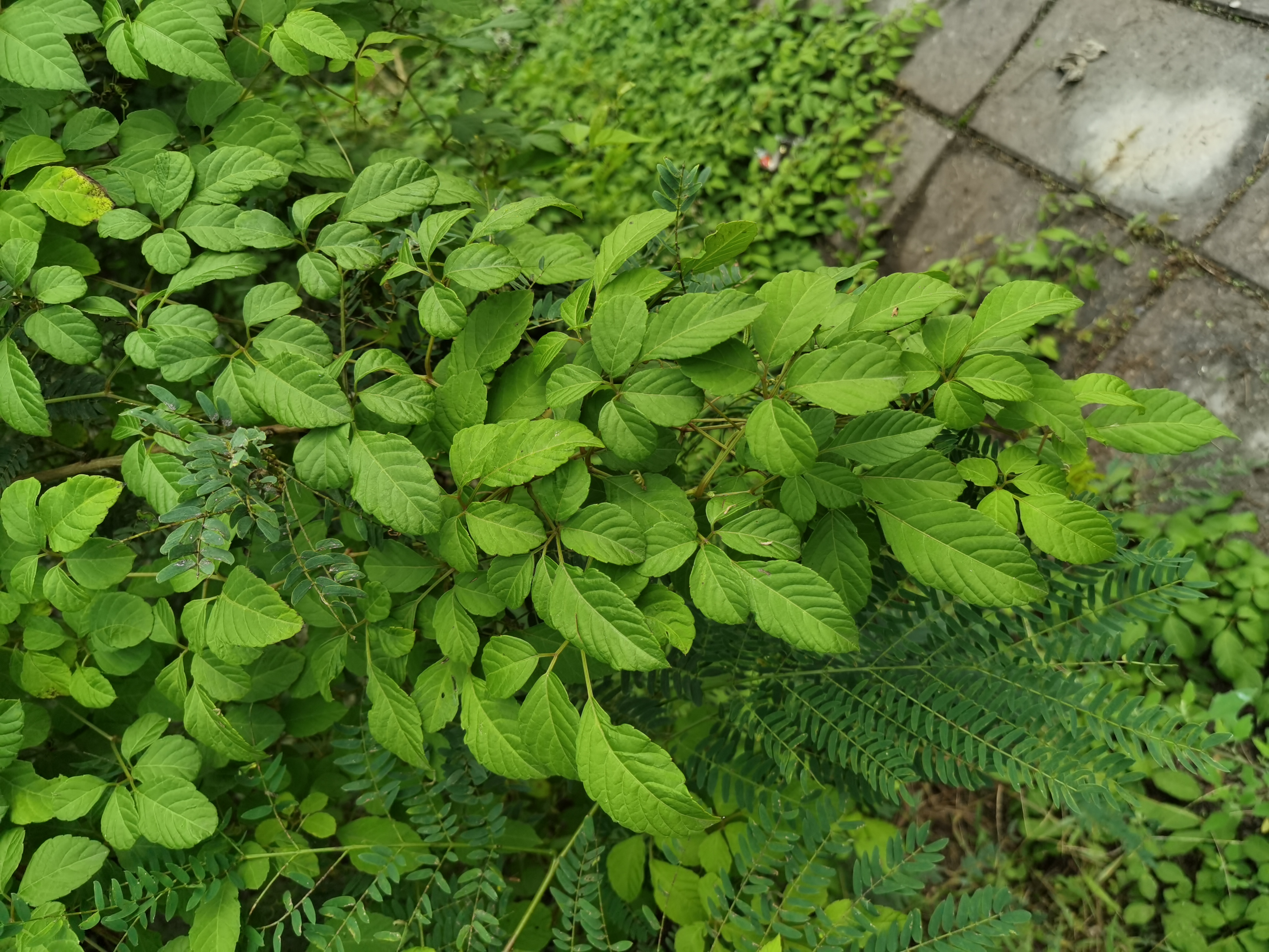 繁茂生长的绿叶植物素材
