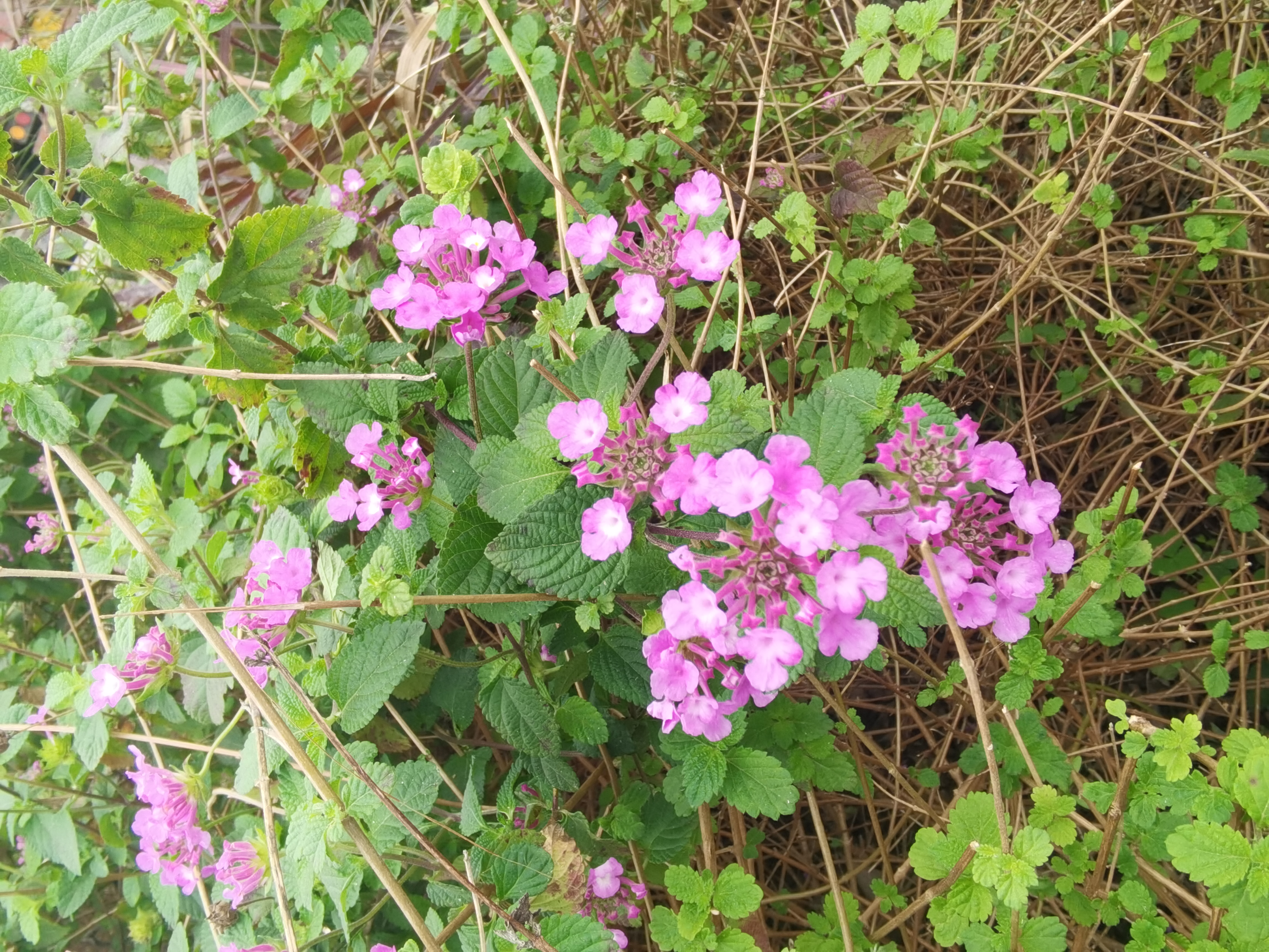 美丽花卉绽放于绿叶间素材