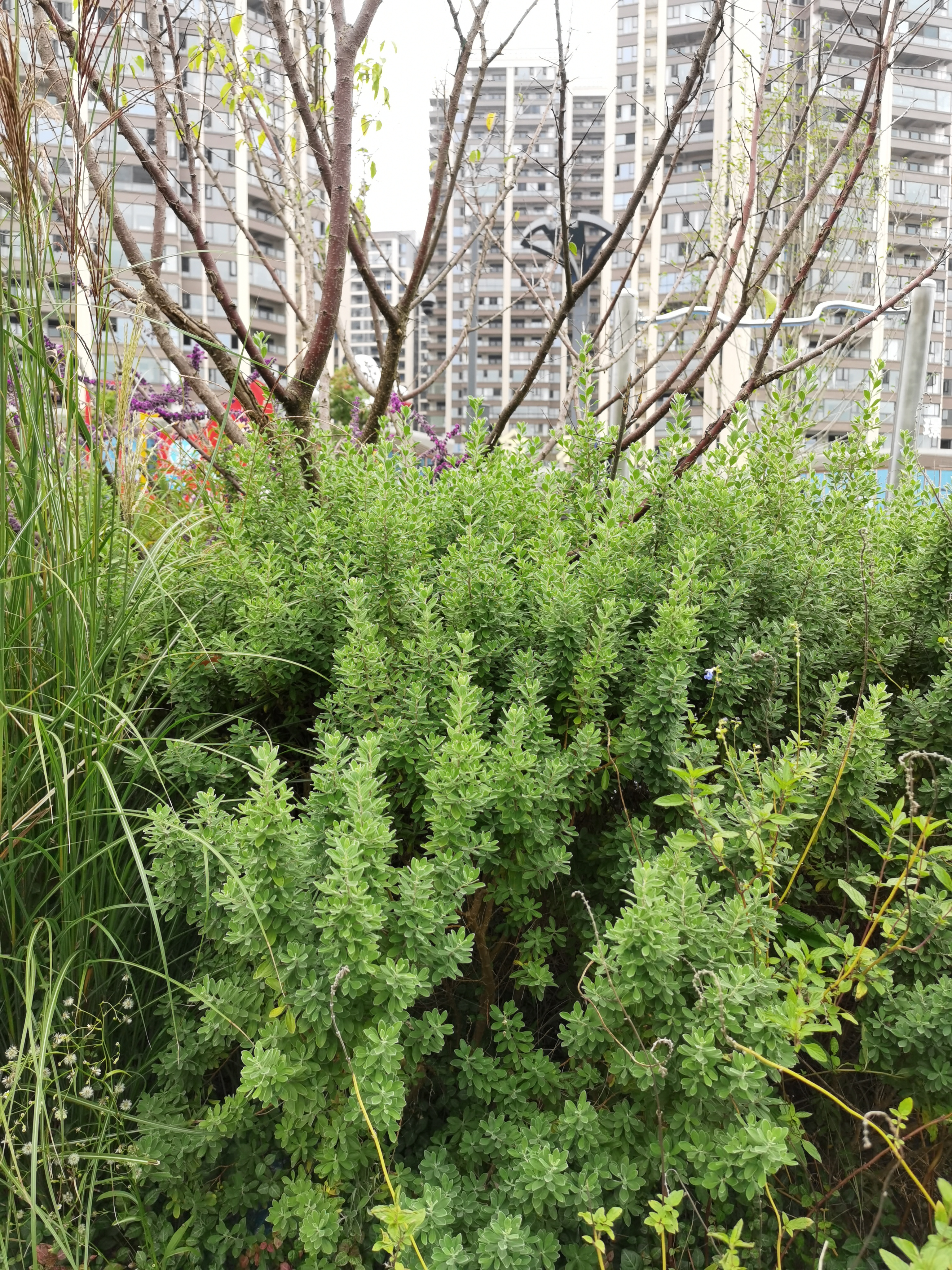 休闲公园里的清新植物素材
