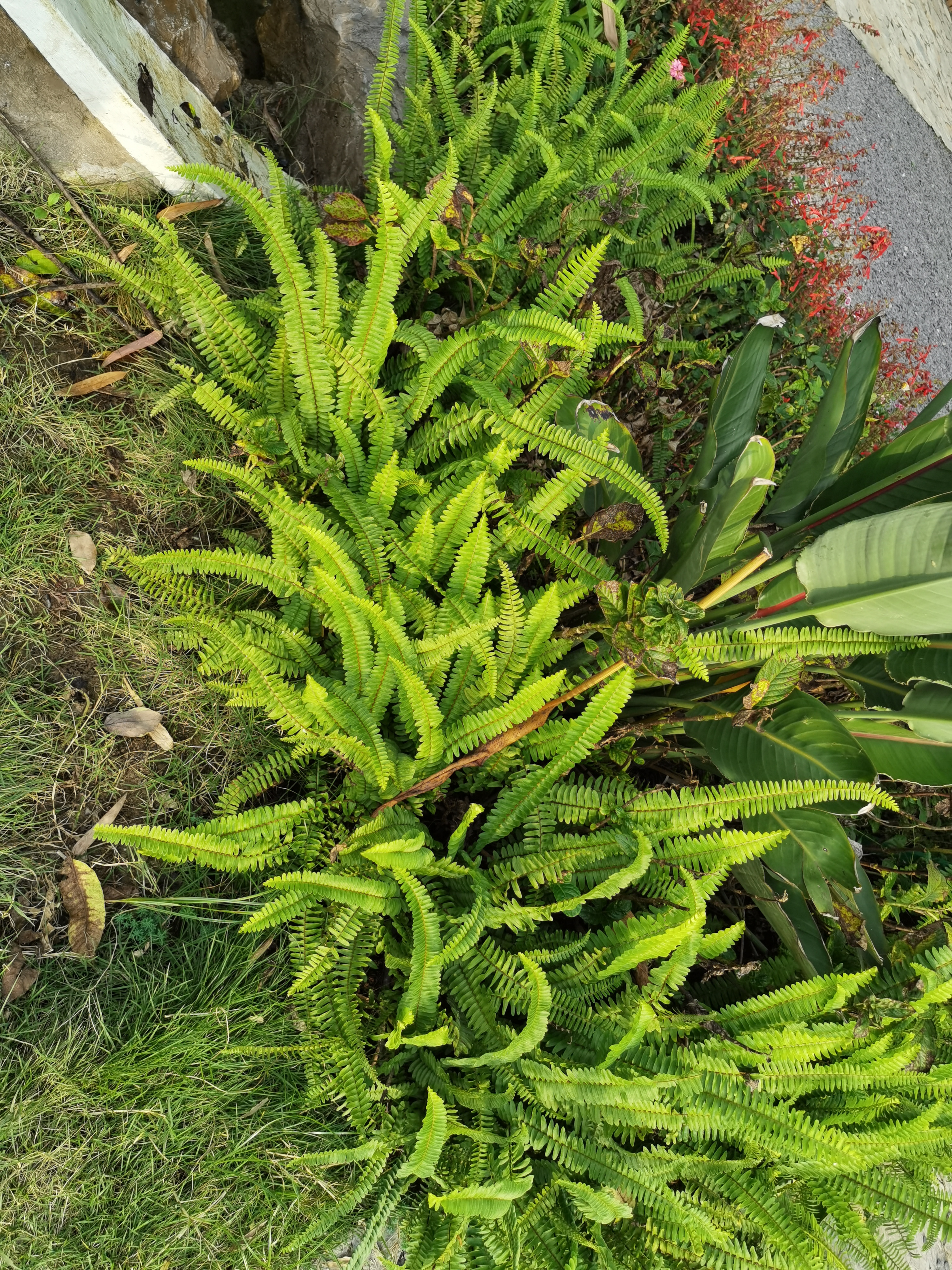 清新繁茂的绿叶植物素材