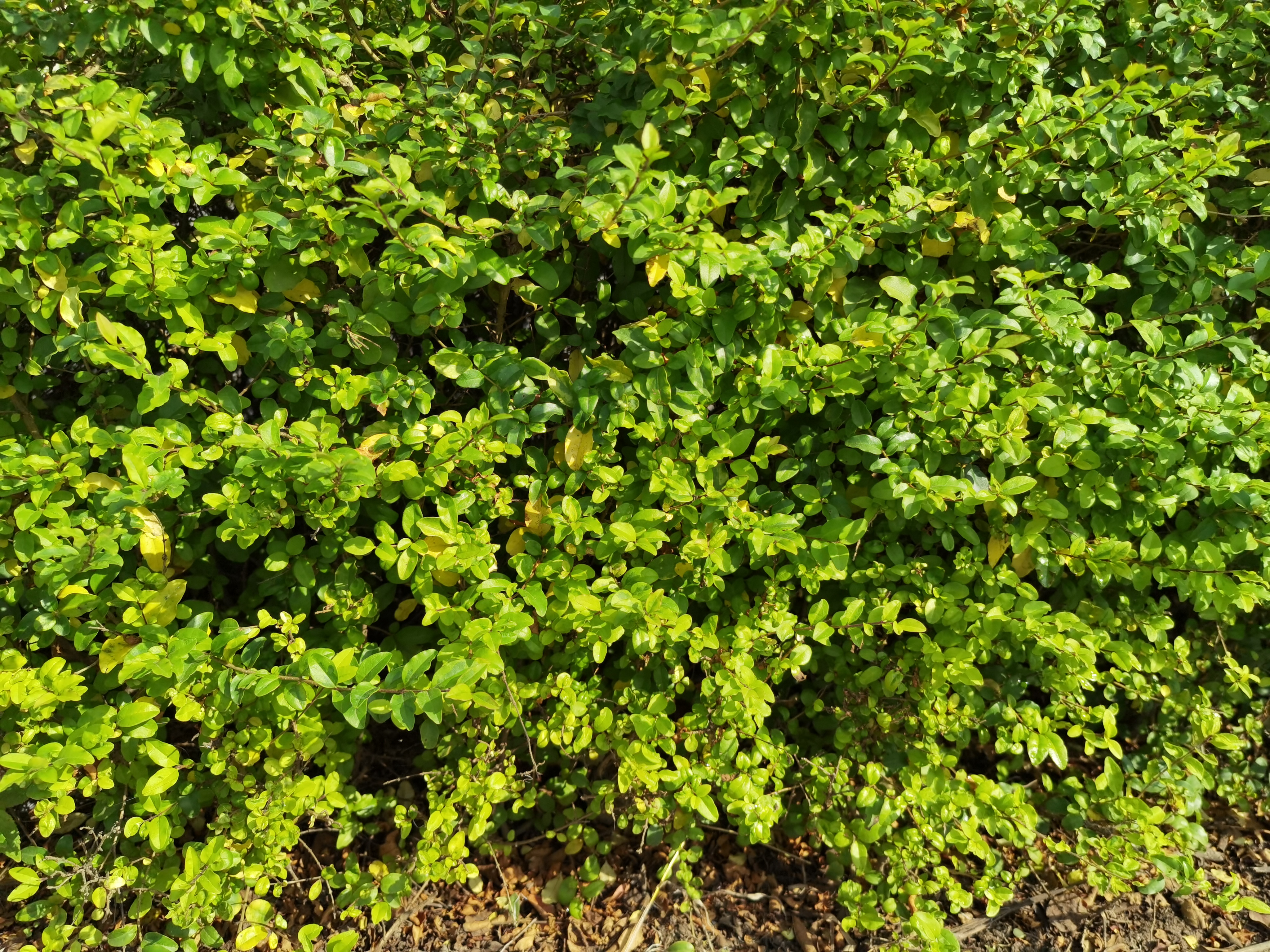 户外繁茂生长的清新植物素材