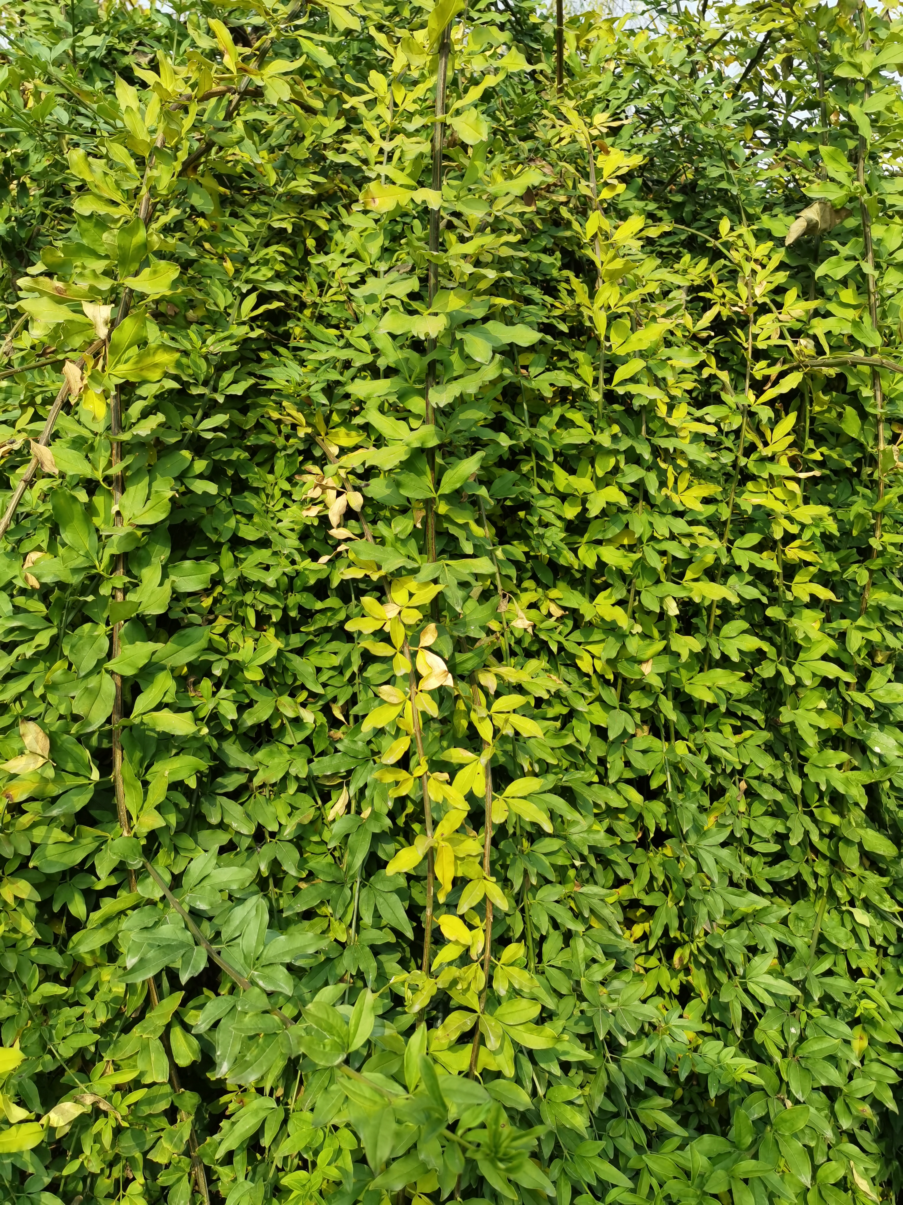 户外公园里的植物特写素材