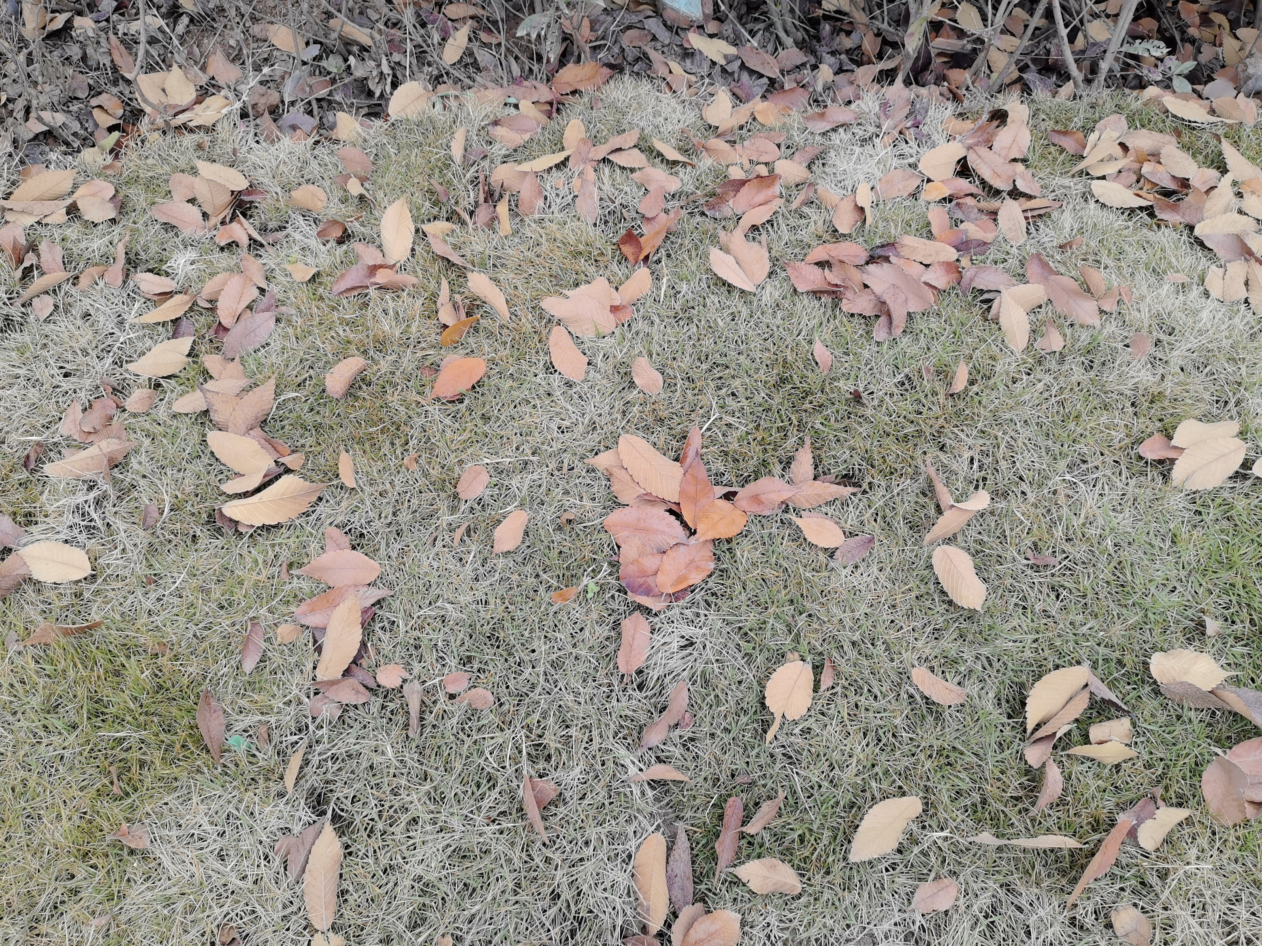 草地与地面落叶特写素材