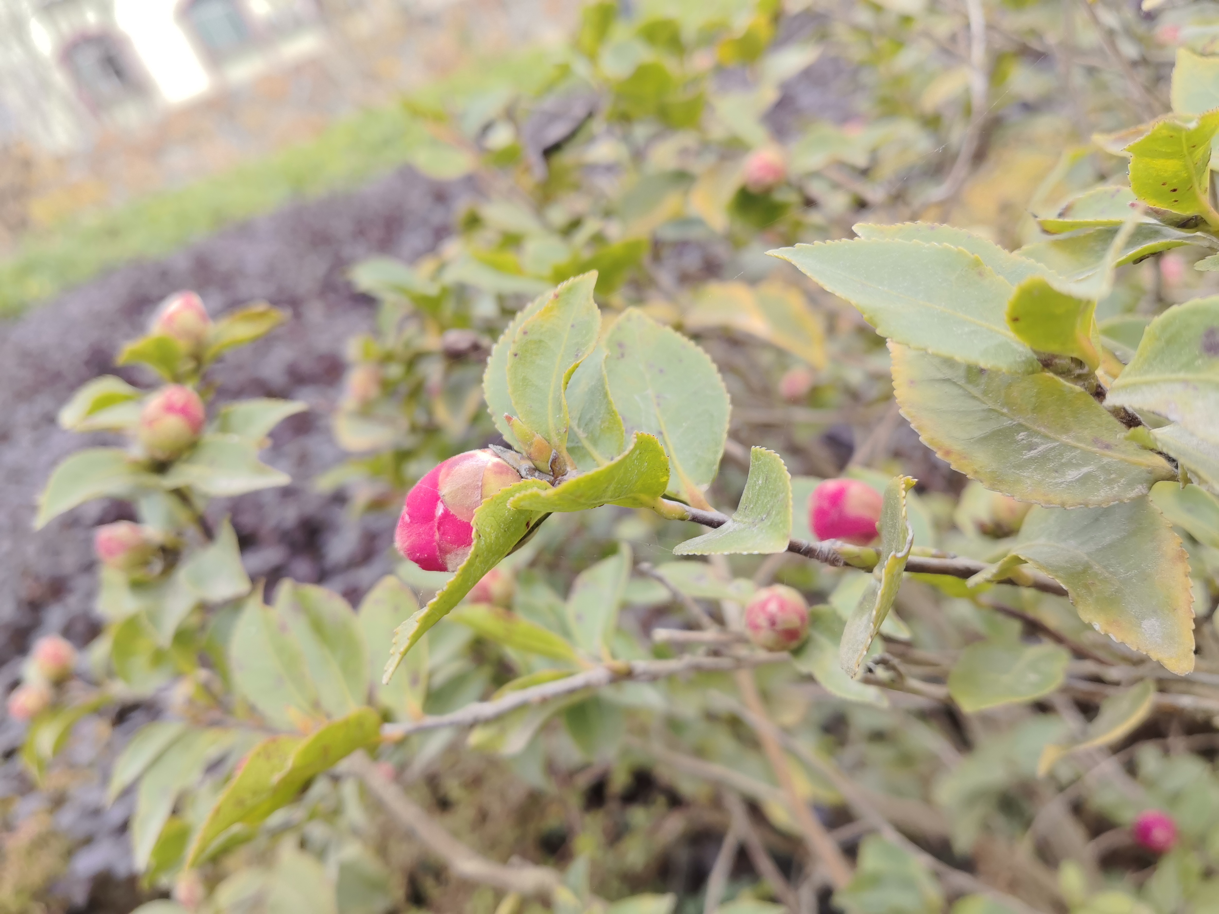 公园里艳丽绽放的鲜花素材