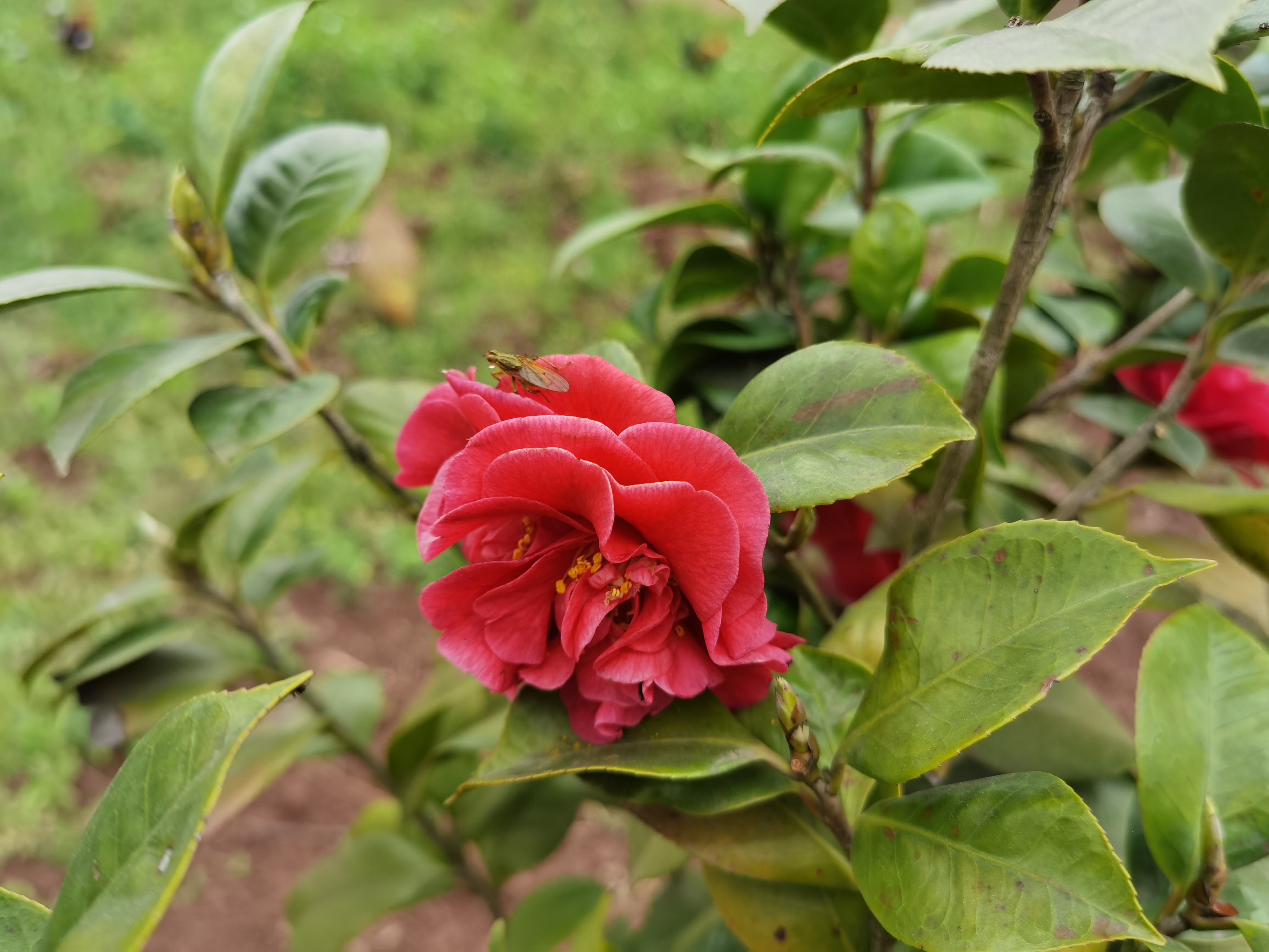 艳丽绽放的山茶花素材