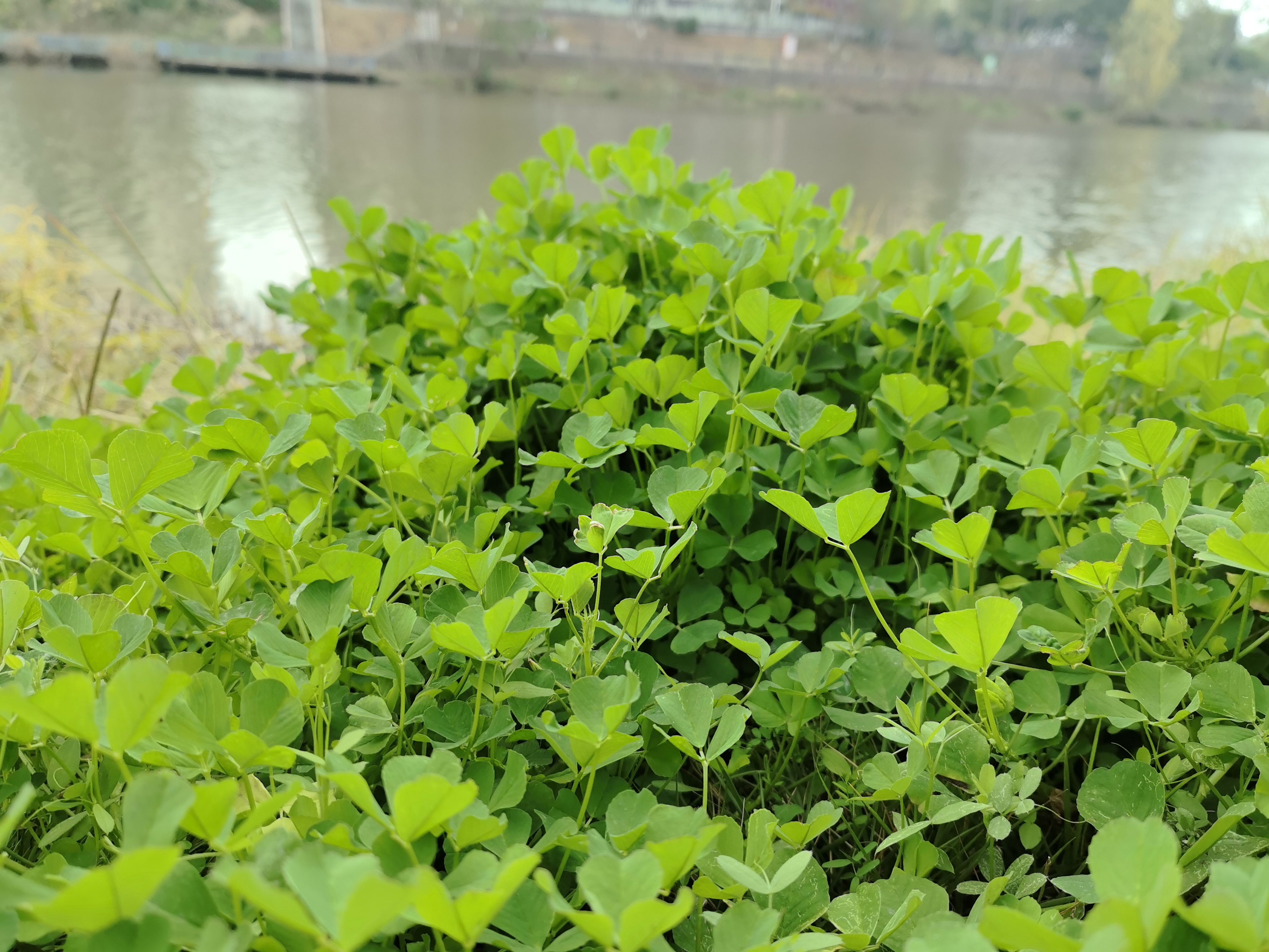 冬日植物细节拍摄素材