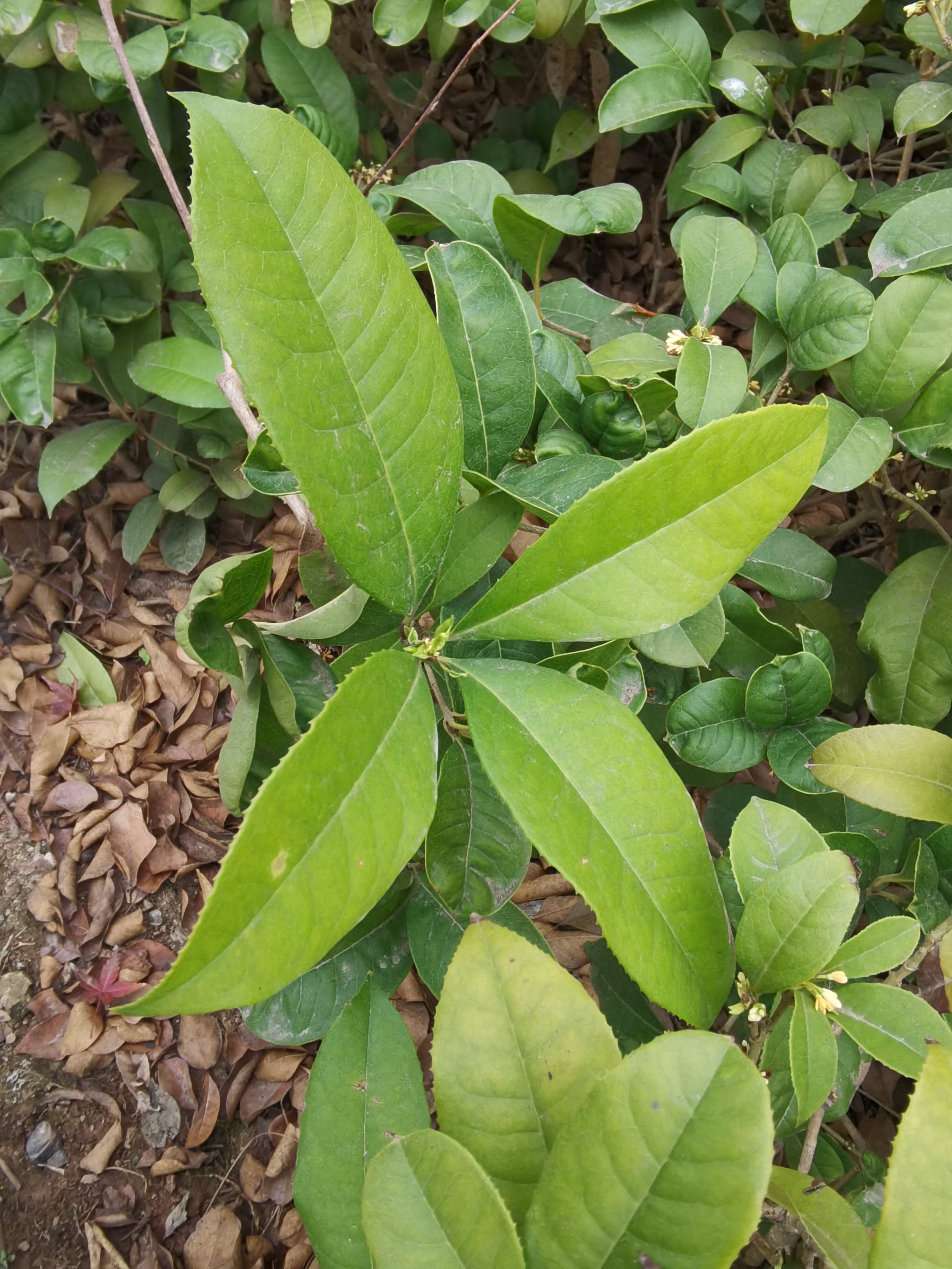 清新桂花盛开在绿叶间素材